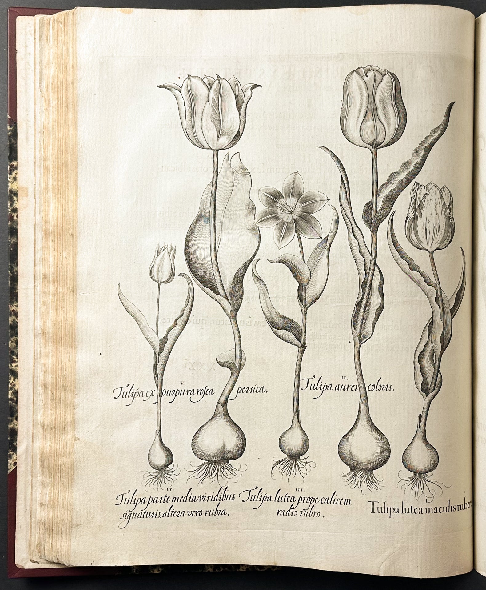 Hortus Eystettensis
