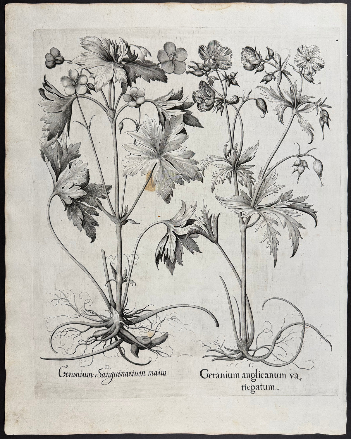Bloody Cranesbill [Geranium Sanguinarium]; English Cranesbill [Geranium anglicanum]