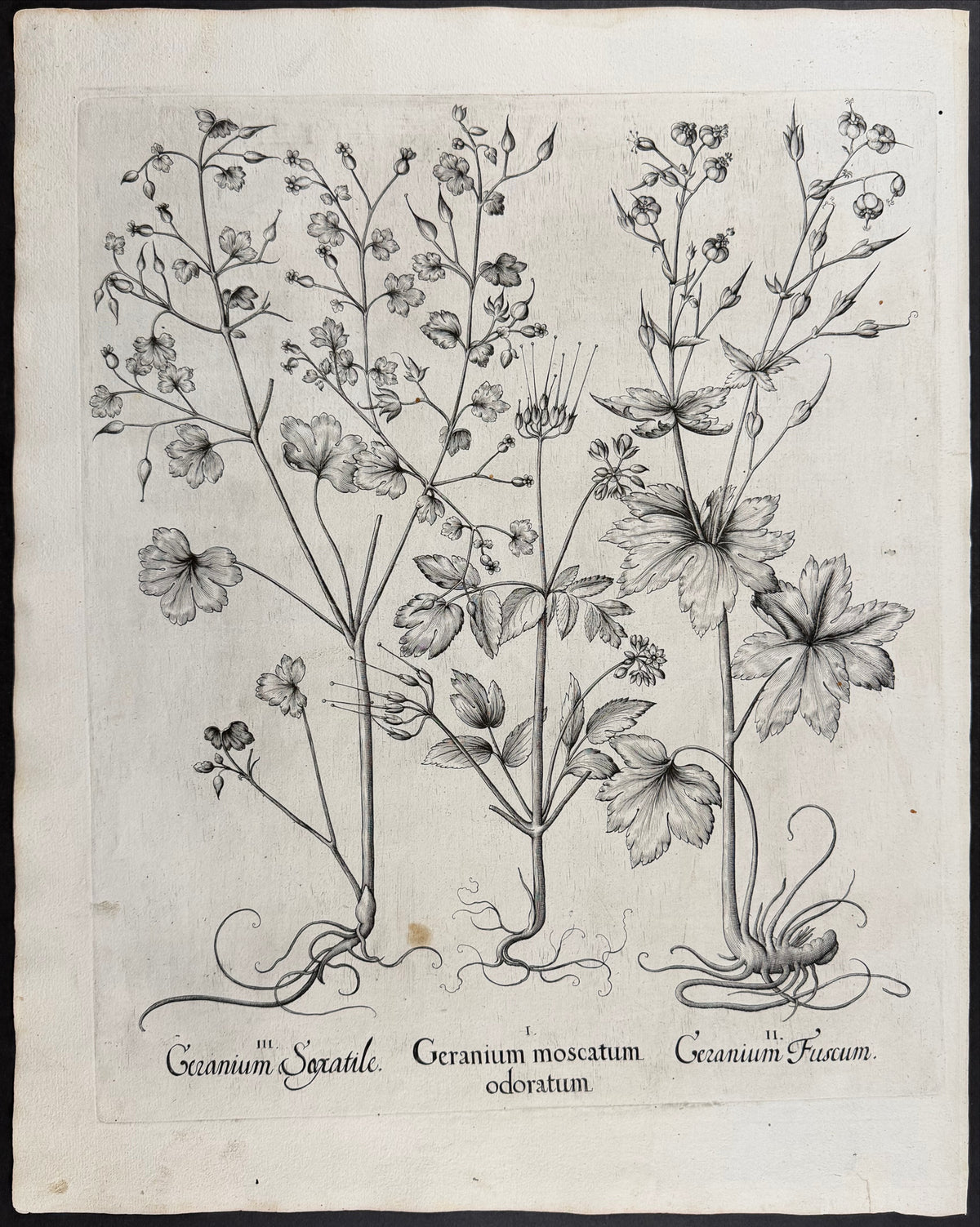 Rock Cranesbill [Geranium Saxatile]; Musk Cranesbill [Geranium moscatum]; Dusky Cranesbill [Geraniuim Fuscum]
