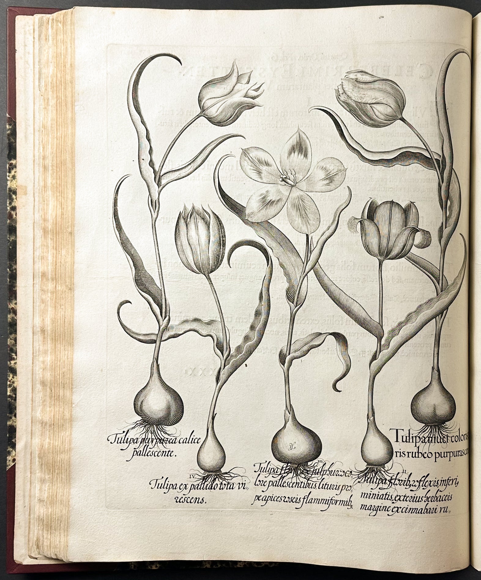 Hortus Eystettensis