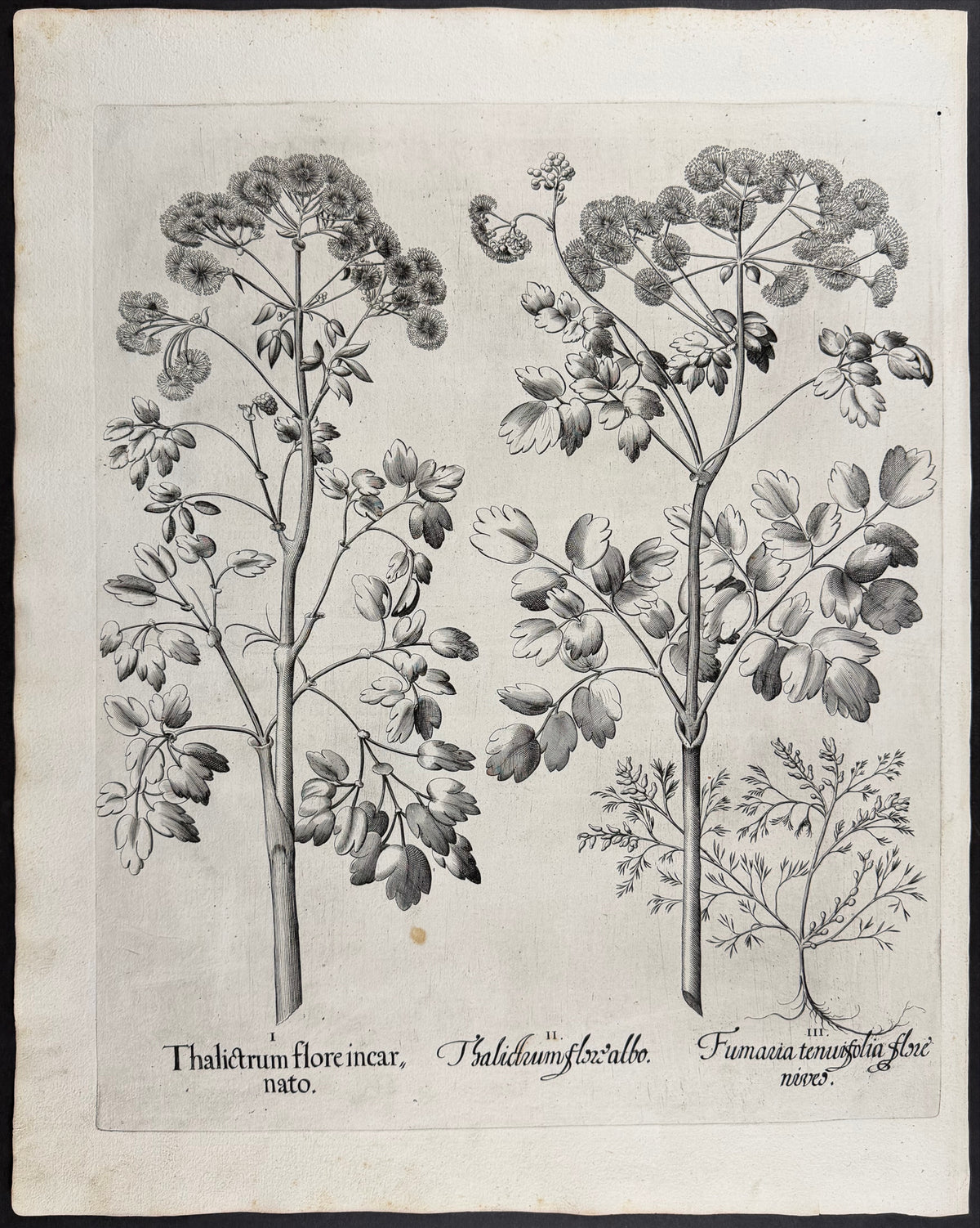 Meadow Rue Flower [Thalictrum flore]; Fine-leaved Fumitory [Fumaria tenuifolia]