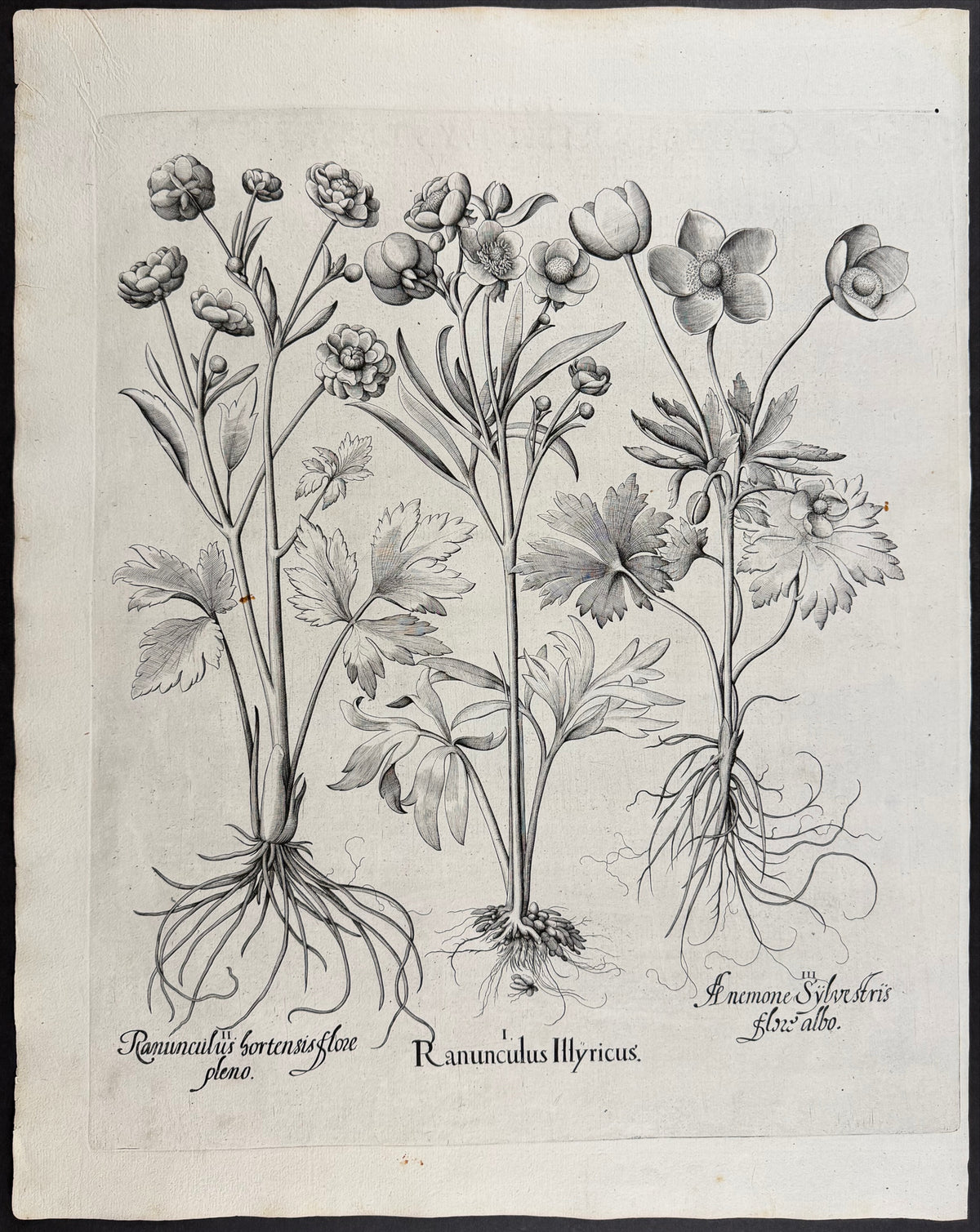 Garden Buttercup [Ranunculus hortensis]; Illyrian Buttercup [Ranunculus Illyricus]; Snowdrop Anemone [Anemone Sylvestris]