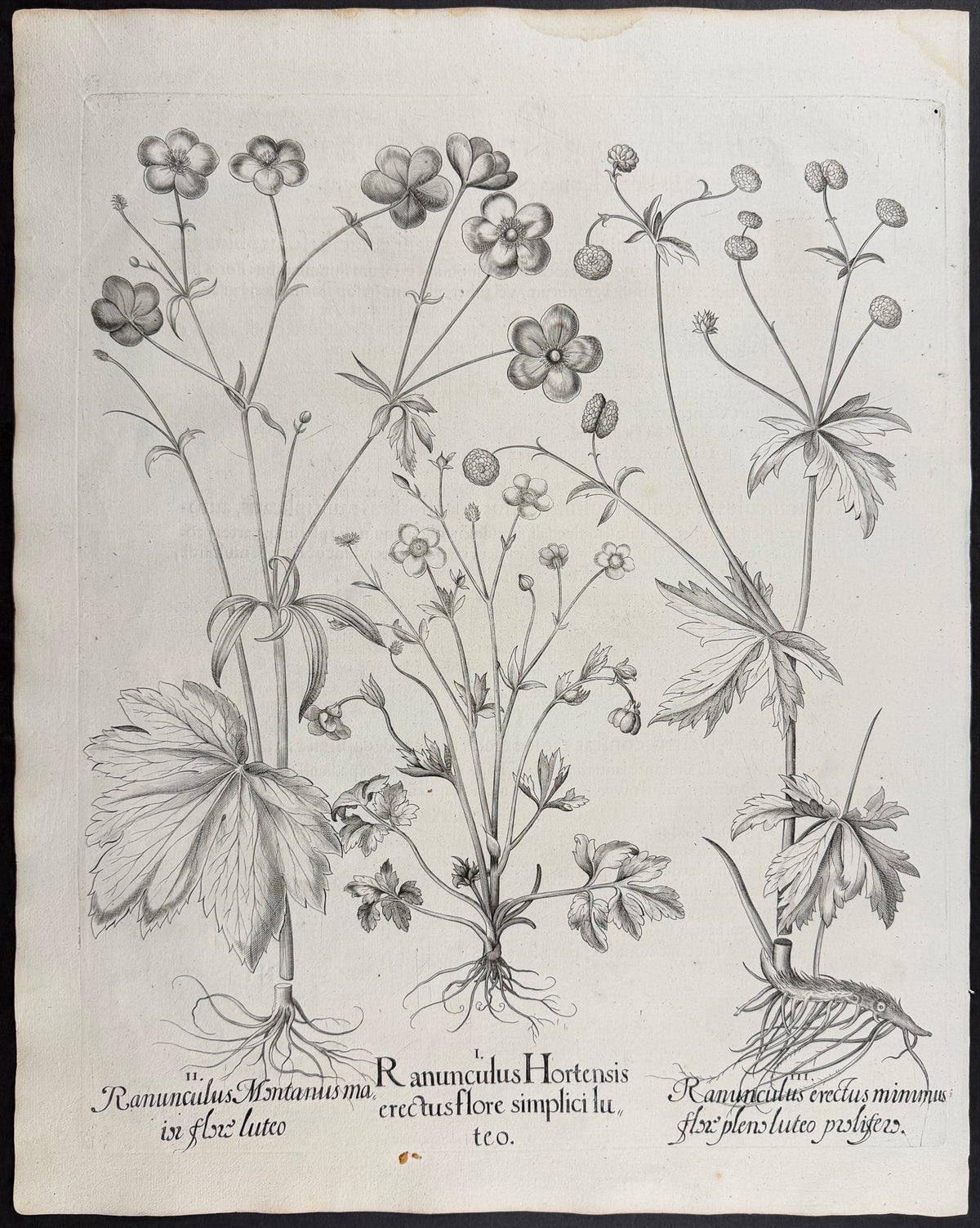 Mountain Buttercup [Ranunculus Montanus]; Garden Buttercup [Ranunculus Hortensis]; Upright Buttercup [Ranunculus erectus]