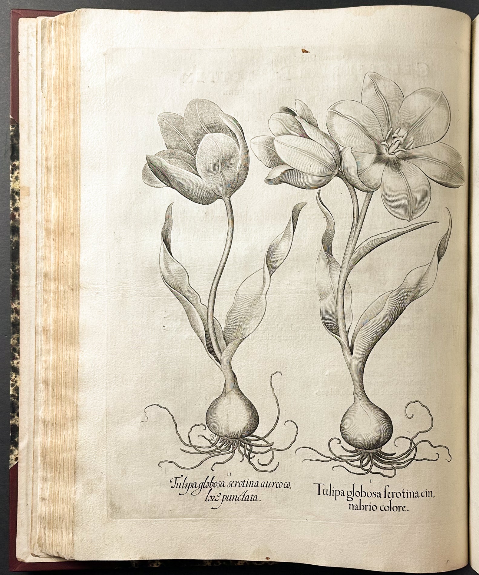 Hortus Eystettensis