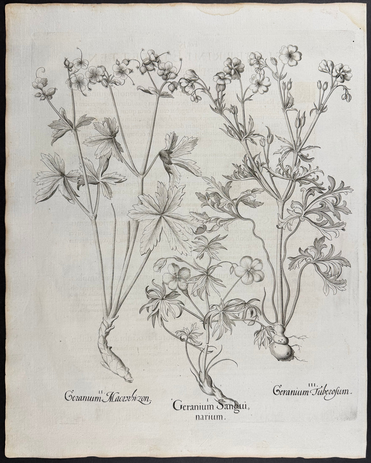 Bigroot Cranesbill [Geranium Macrorbizon]; Bloody Cranesbill [Geranium Sanguinarium]; Tuberous Cranesbill [Geranium Tuberosum]