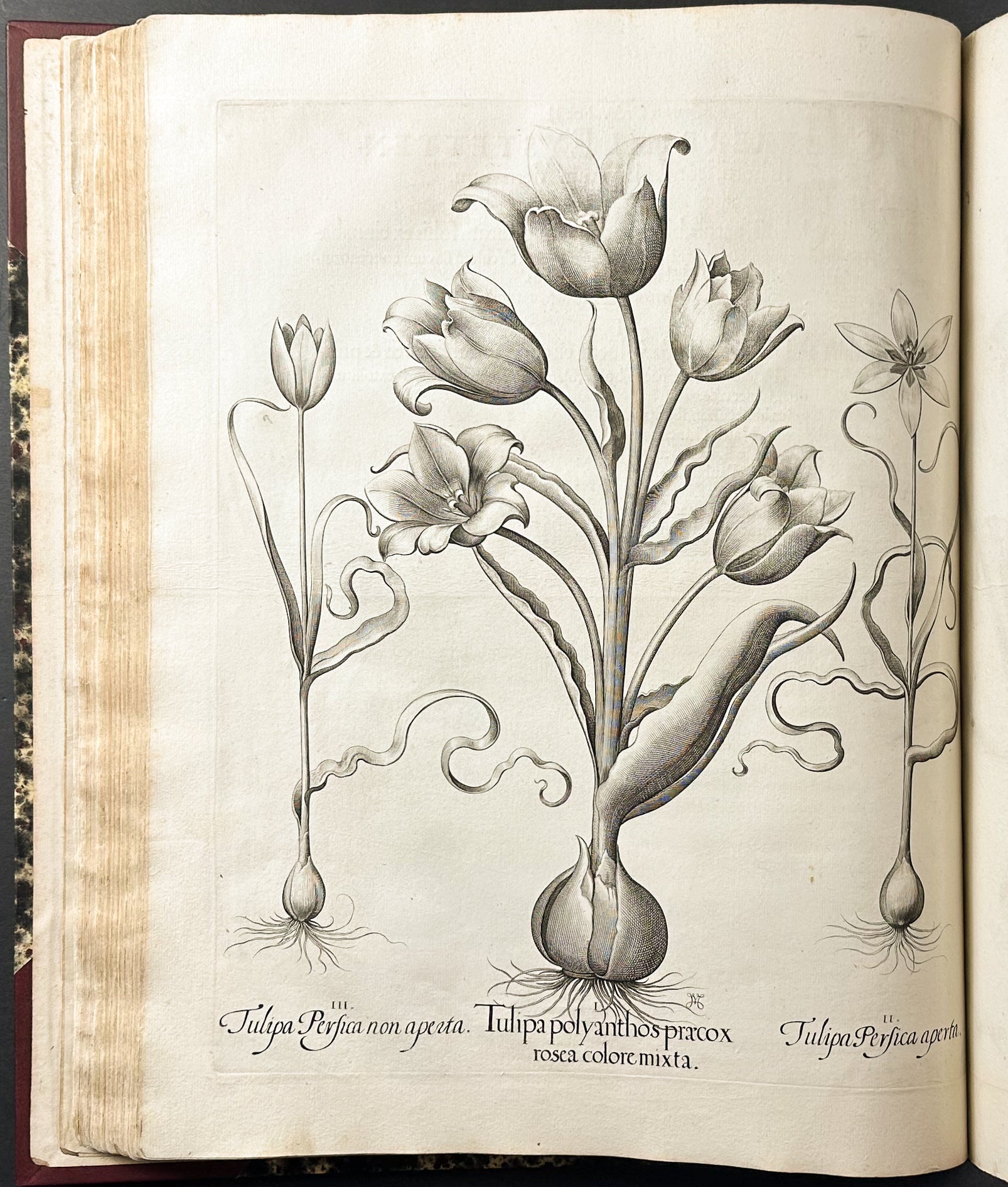 Hortus Eystettensis