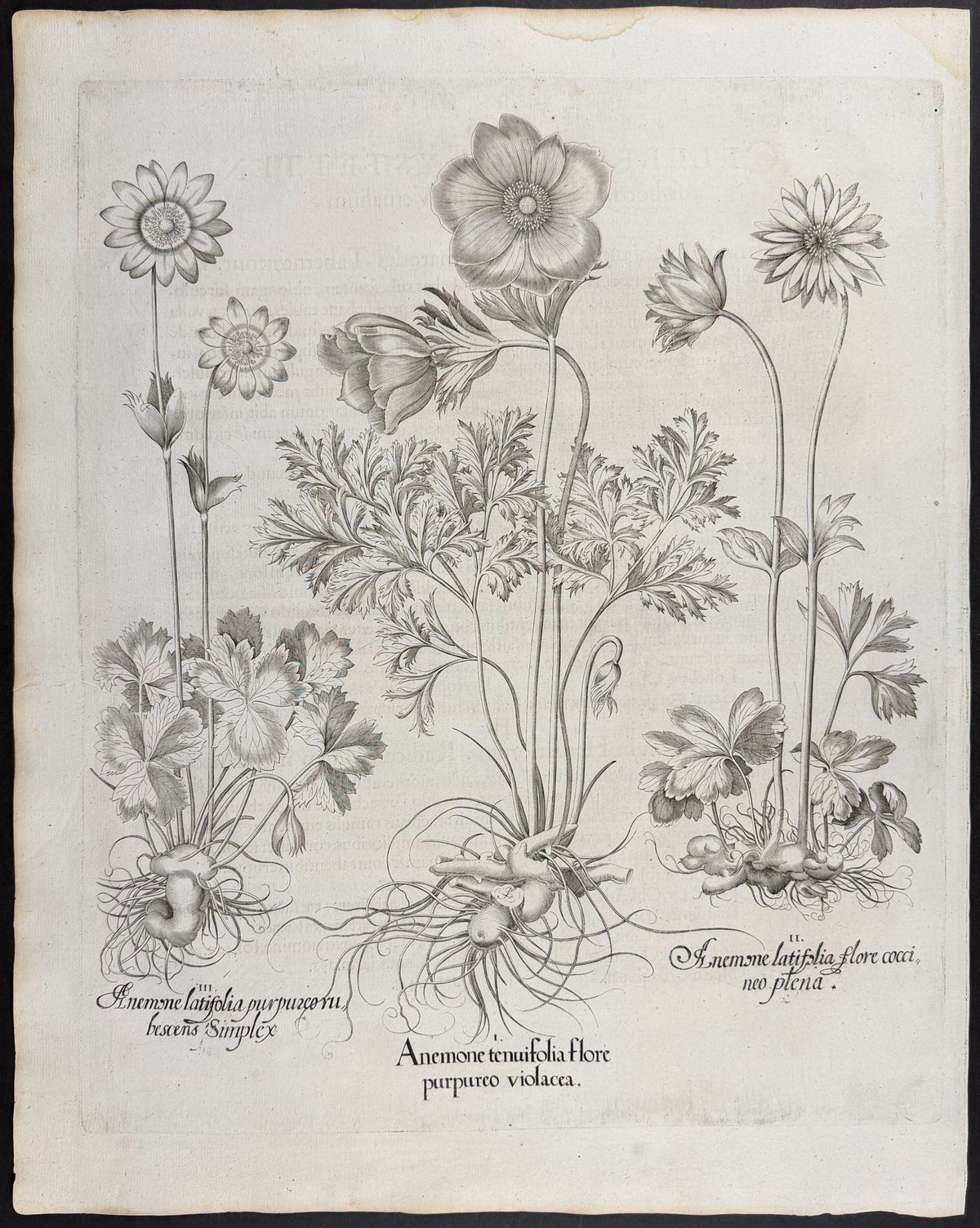 Broad-leaved Anemone [Anemone latifolia]; Fine-leaved Anemone [Anemone tenuifolia]