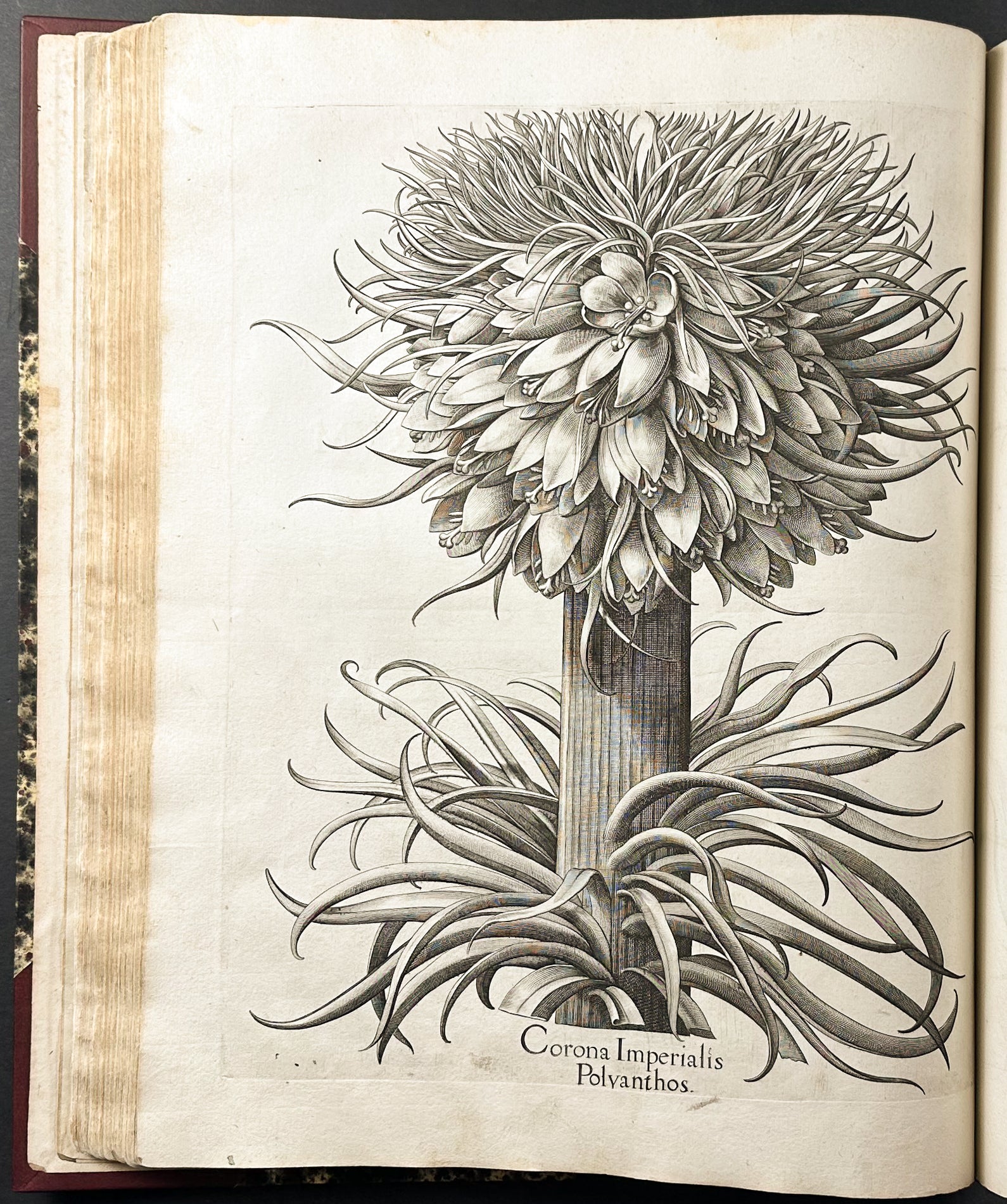 Hortus Eystettensis