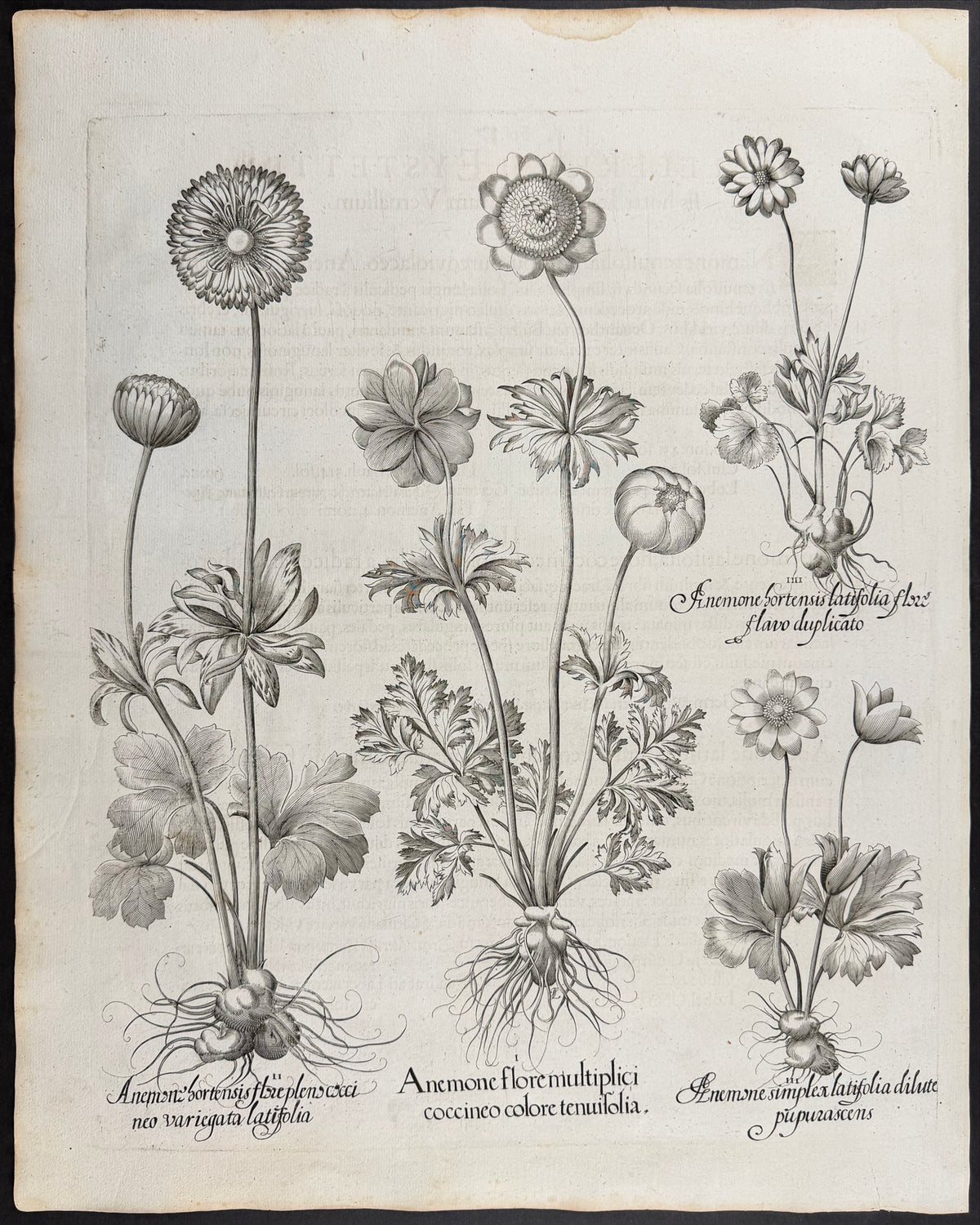 Broad-leaved Anemone / Garden Anemone [Anemone hortensis]; Single Anemone [Anemone simplex]; Anemone Flower [Anemone flore]