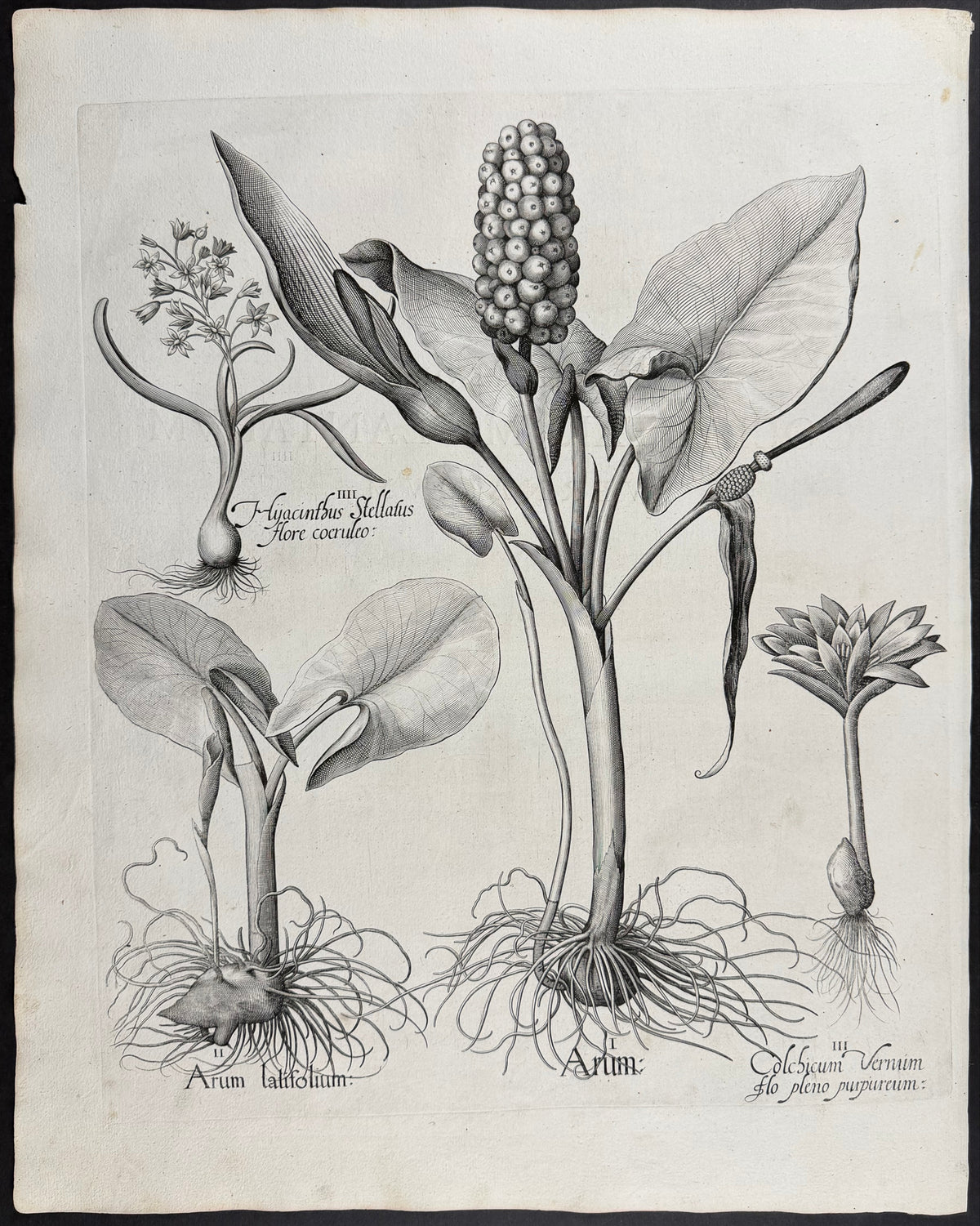Arum Lily [Arum]; Hyacinth [Hyacinthus]; Autumn Crocus [Colchicum]