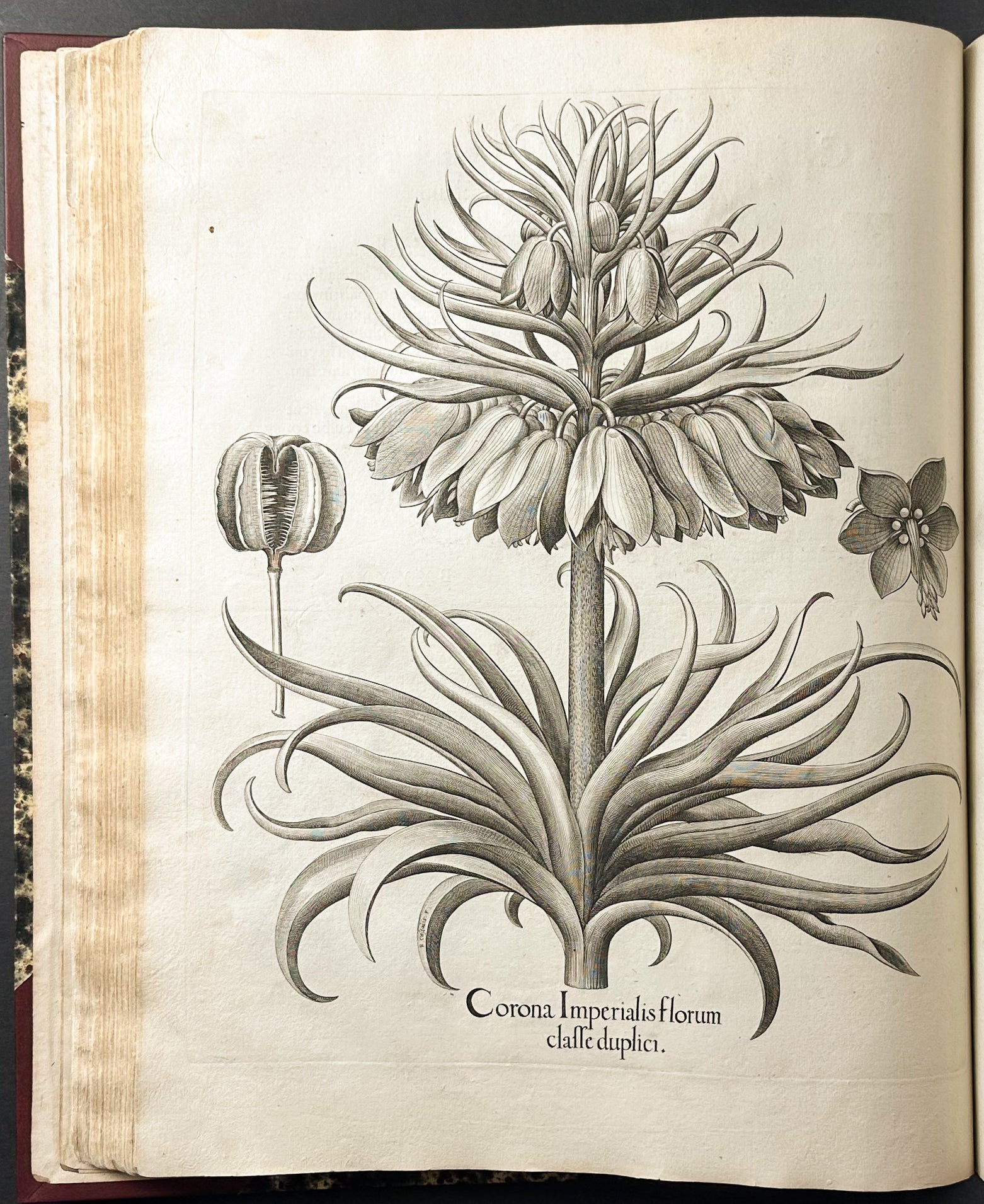 Hortus Eystettensis
