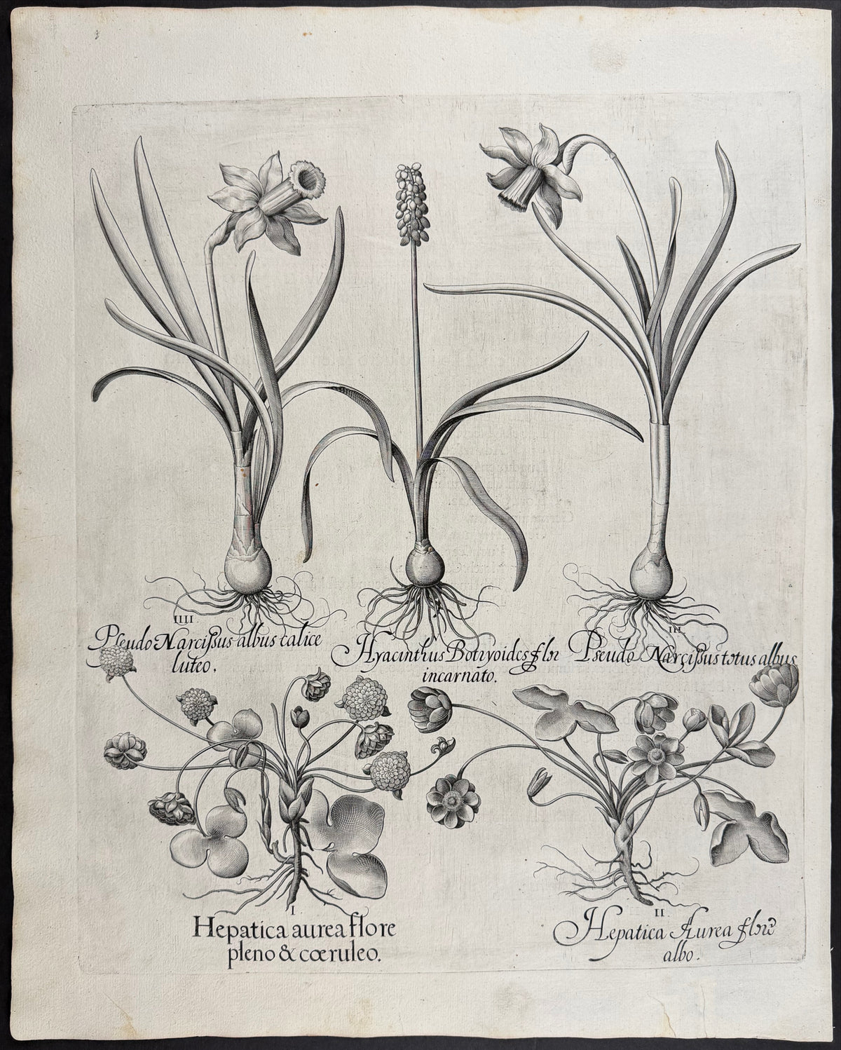 Wild Daffodil [Pseudo Narcissus]; Hyacinth [Hyacinthus]; Liverleaf [Hepatica]