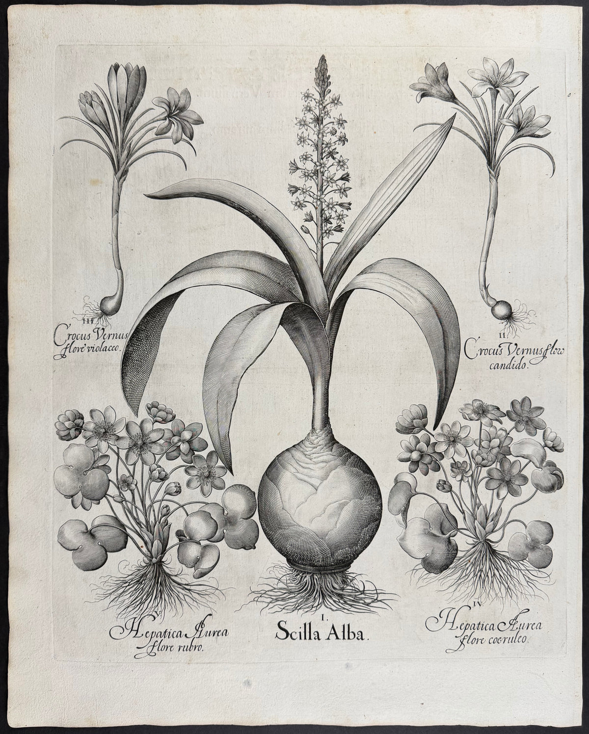 White Squill [Scilla Alba]; Spring Crocus [Crocus vernus]; Golden Liverleaf [Hepatica Aurea]