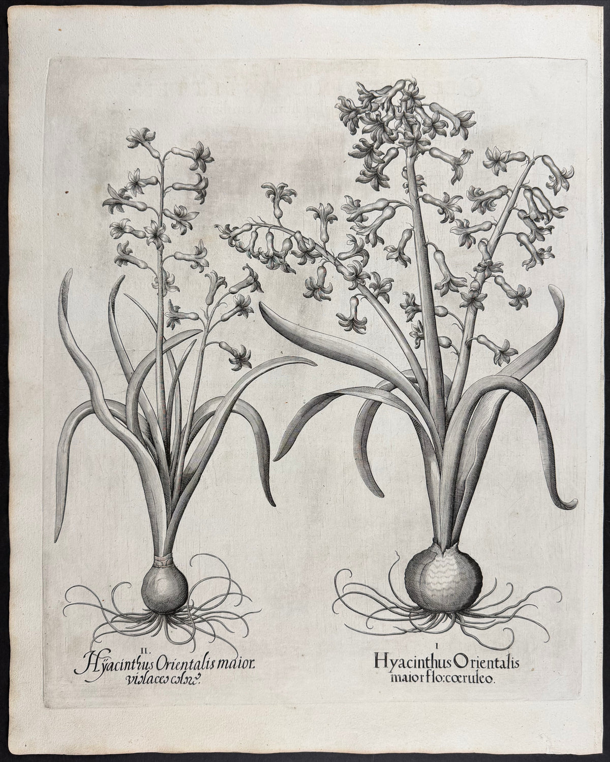 Common Hyacinth [Hyacinthus Orientalis]