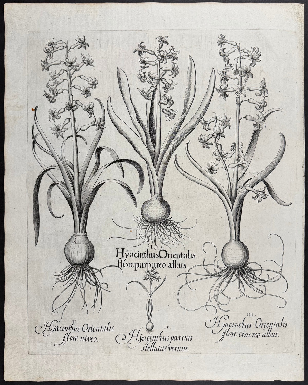 Common Hyacinth [Hyacinthus Orientalis]; Small Hyacinth [Hyacinthus parvus]