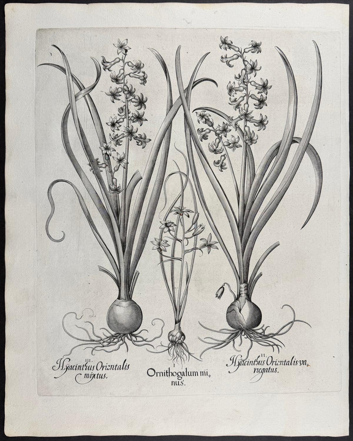 Common Hyacinth [Hyacinthus Orientalis]; Lesser Star of Bethlehem [Ornithogalum minus]