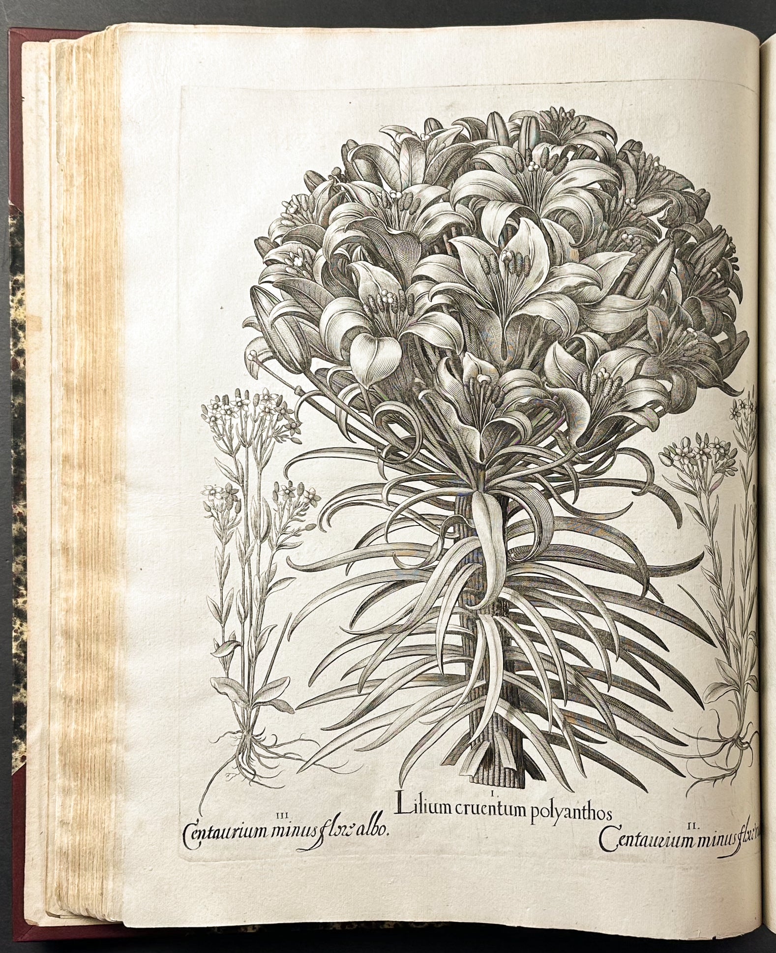 Hortus Eystettensis