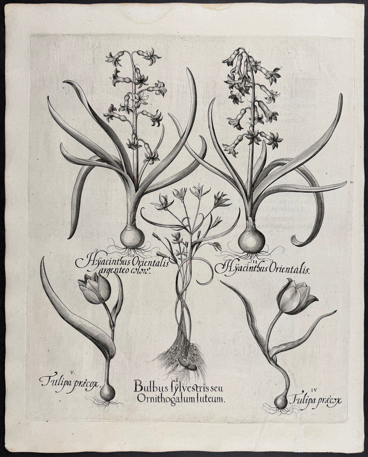 Early Tulip [Tuipa praecox]; Yellow Star of Bethlehem [Bulbus Sylvestris seu Ornithogalum luteum]; Common Hyacinth [Hyacinthus Orientalis]