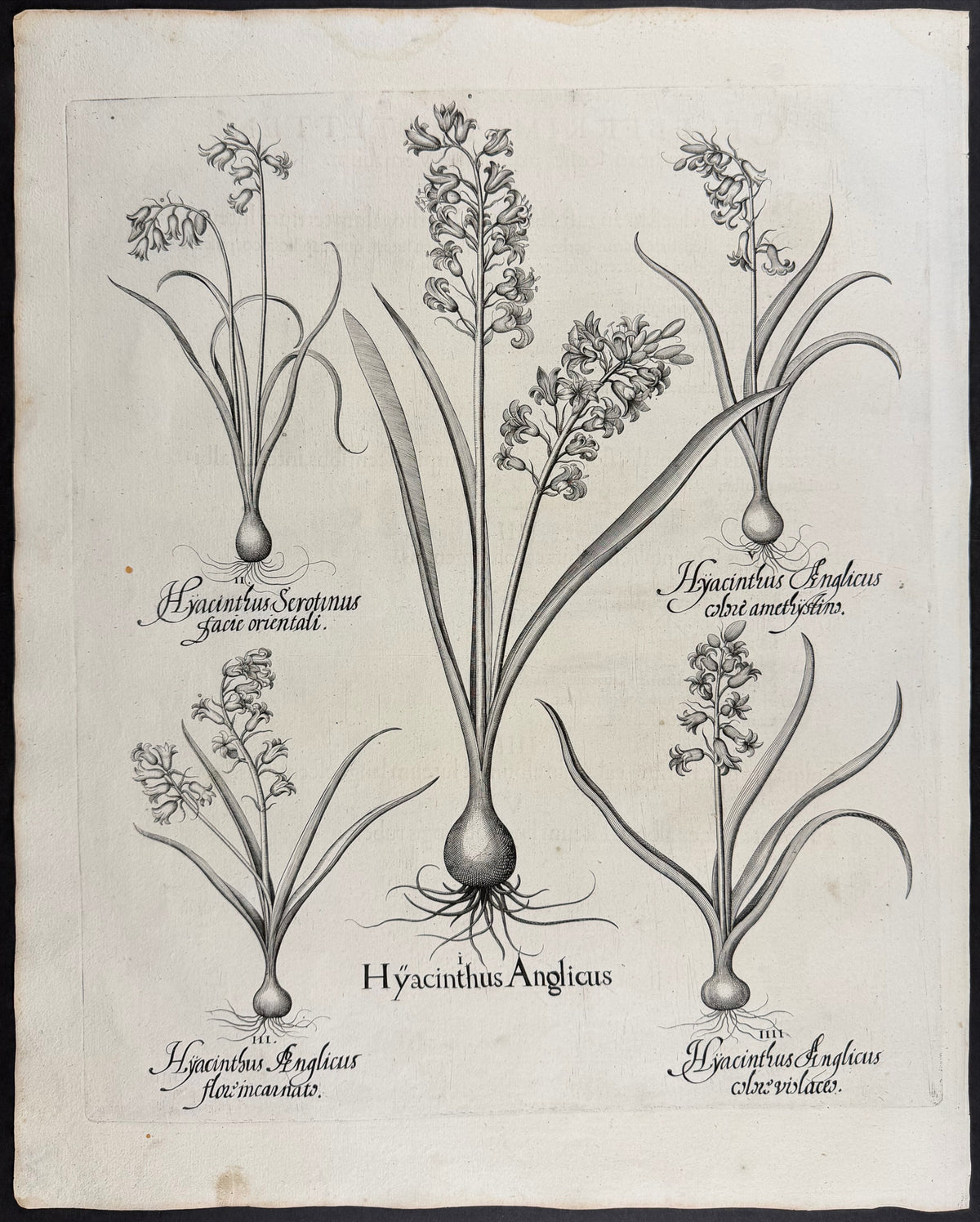 Hyacinth [Hyacinthus]