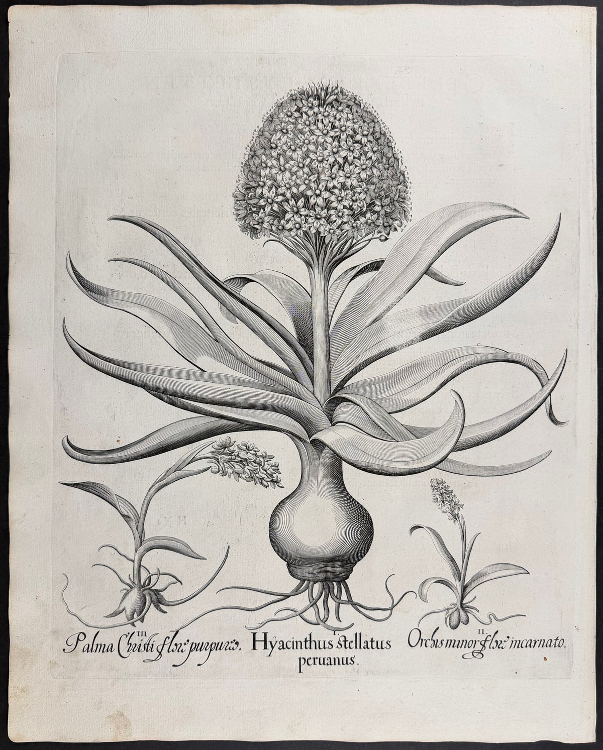 Starry Hyacinth [Hyacinthus stellatus]; Castor Oil Plant [Palma Christi]; Lesser Orchid [Orchis minor]