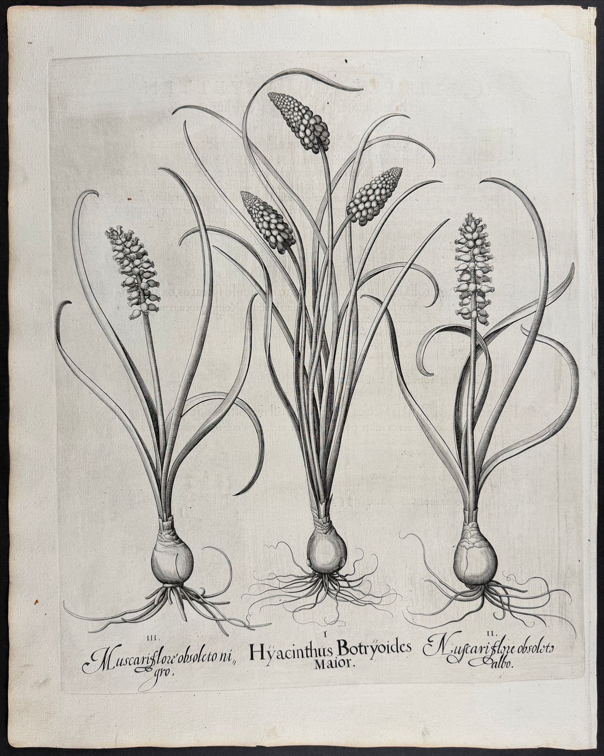 Grape Hyacinth [Hyacinthus Botryoides]; Grape Hyacinth [Muscari]