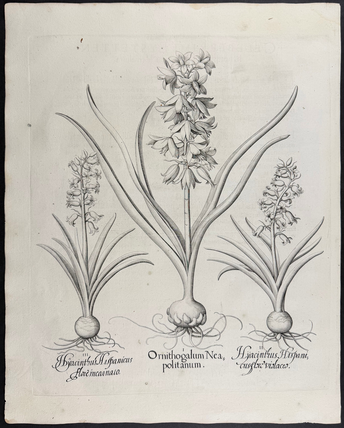 Spanish Hyacinth [Hyacinthus hispanicus]; Naples Star of Bethlehem [Ornithogalum neapolitanum]