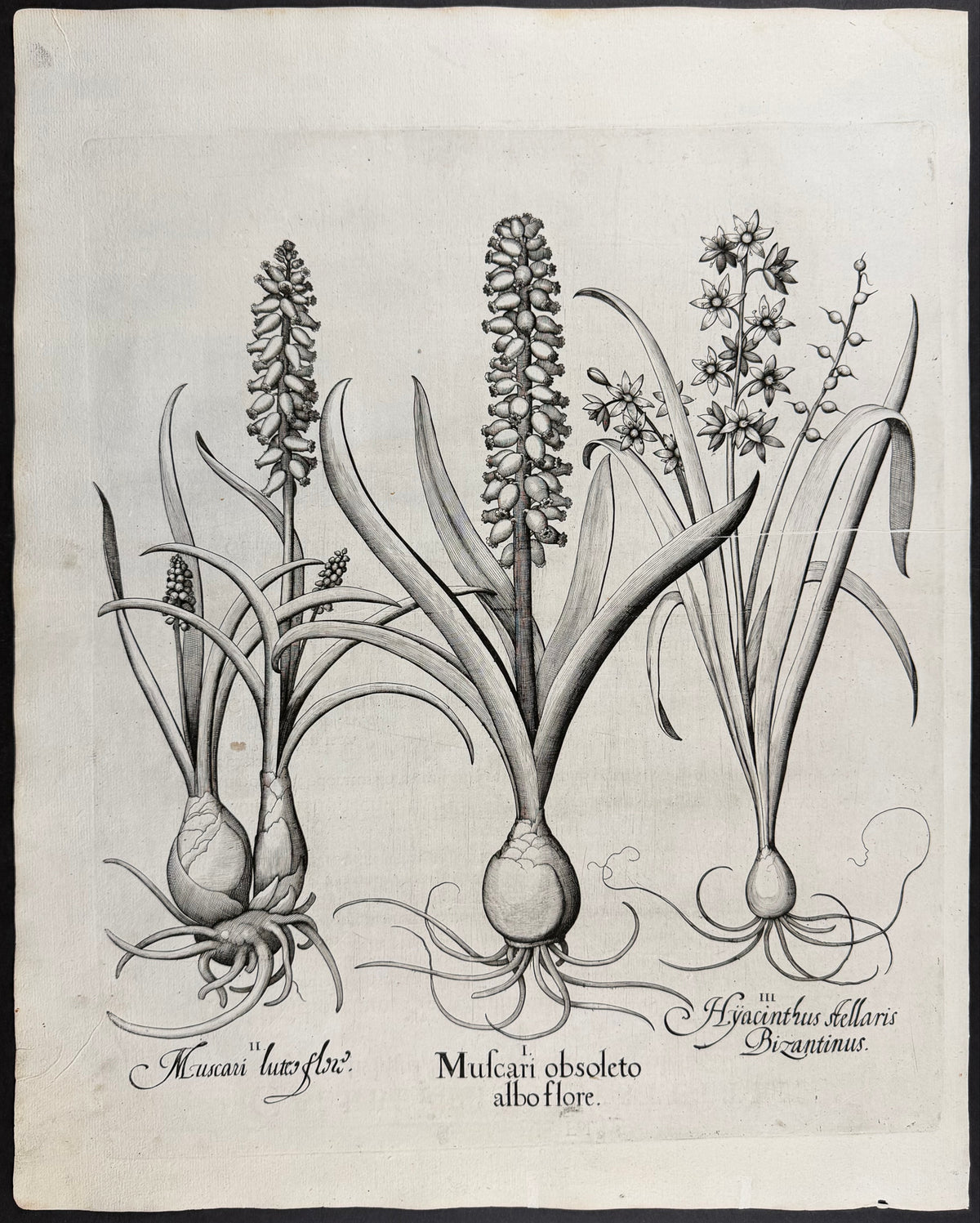 Yellow Grape Hyacinth [Muscari luteoflori]; Starry Hyacinth [Hyacinthus stellaris]