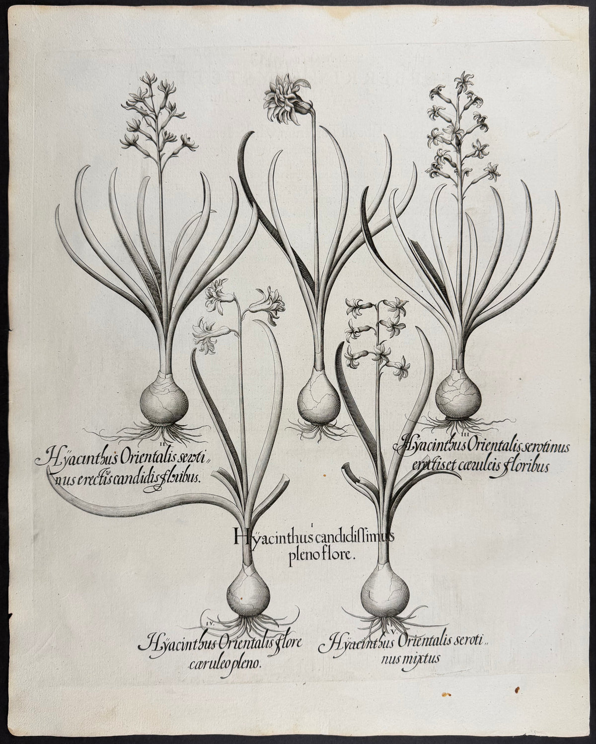 Common Hyacinth [Hyacinthus Orientalis]; Pure White [candidissimus]