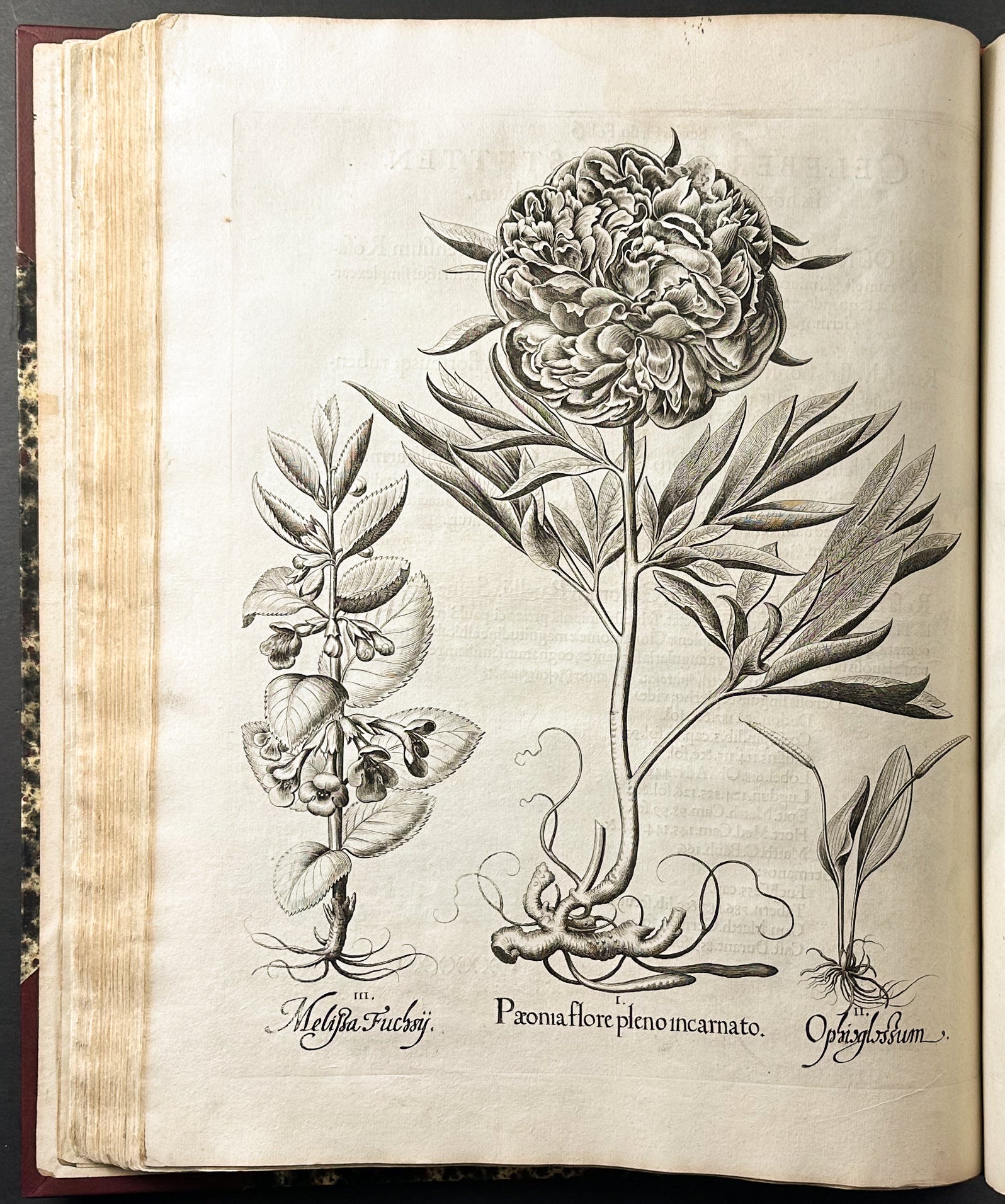 Hortus Eystettensis