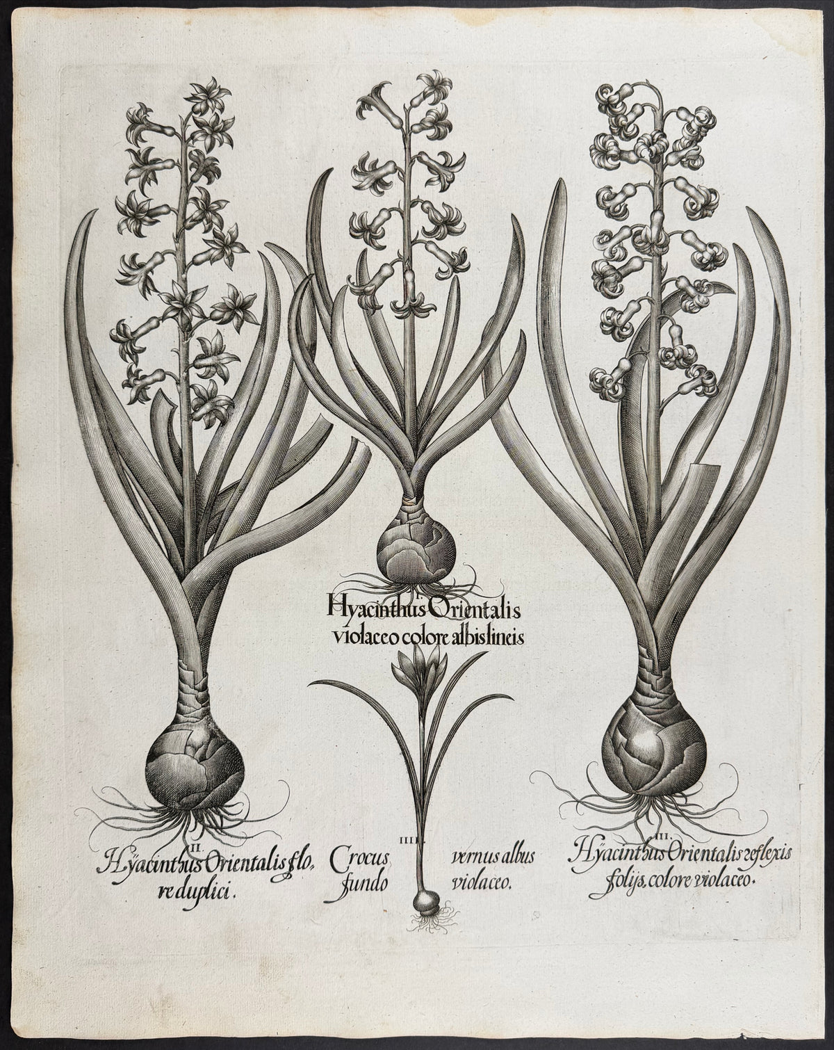 Common Hyacinth [Hyacinthus Orientalis]; Spring Crocus [Crocus vernus]