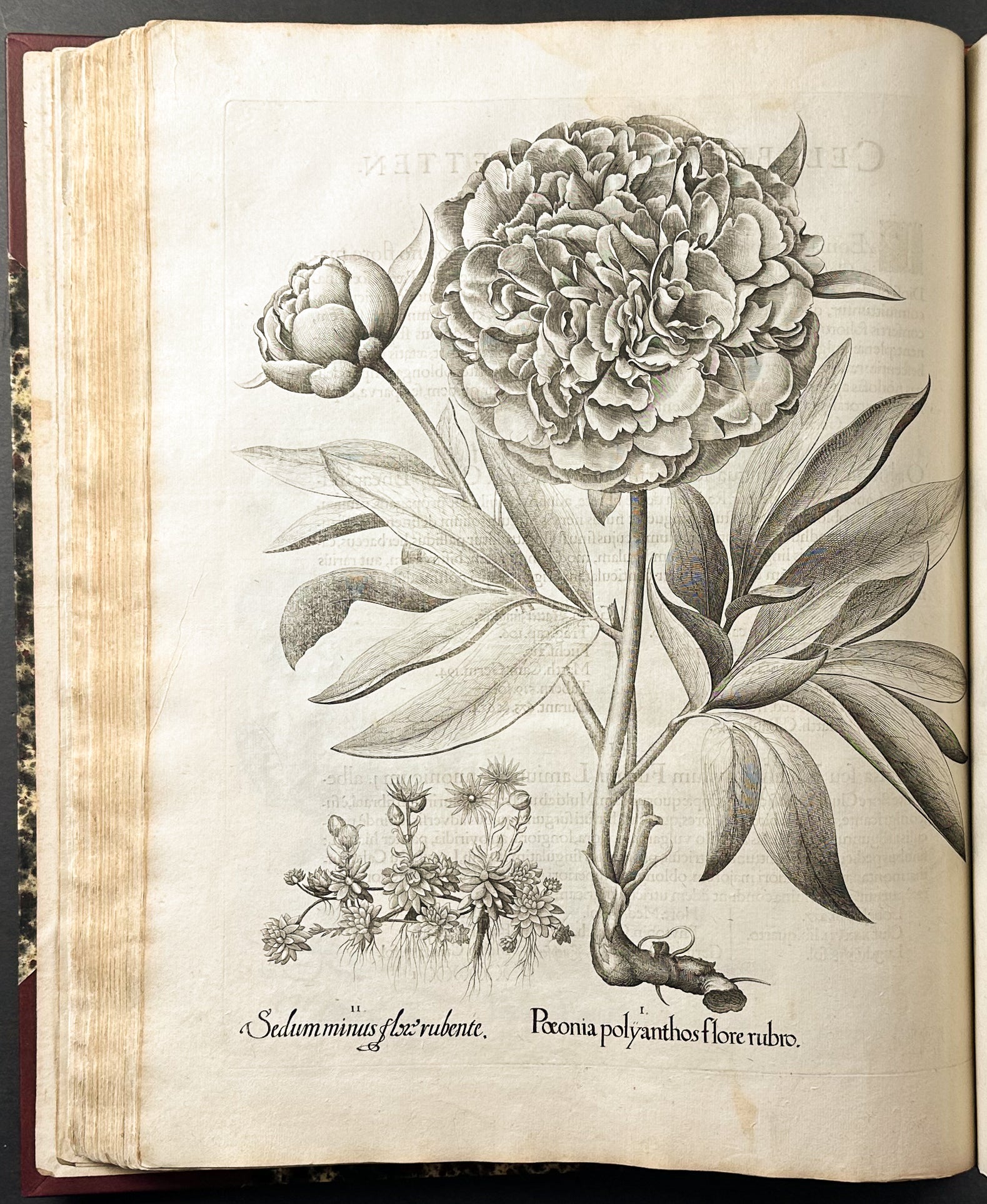 Hortus Eystettensis