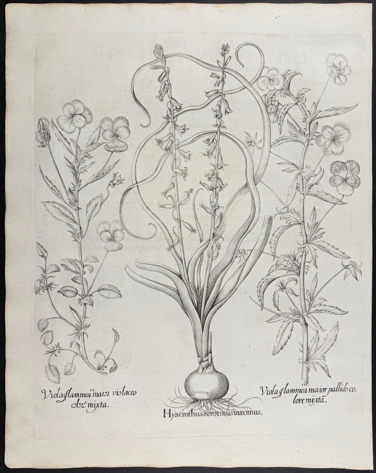 Late Hyacinth [Hyacinthus Serotimus]; Greater Flame Violet [Violaflammea main]; Greater Flame Violet [Violaflammea maior]