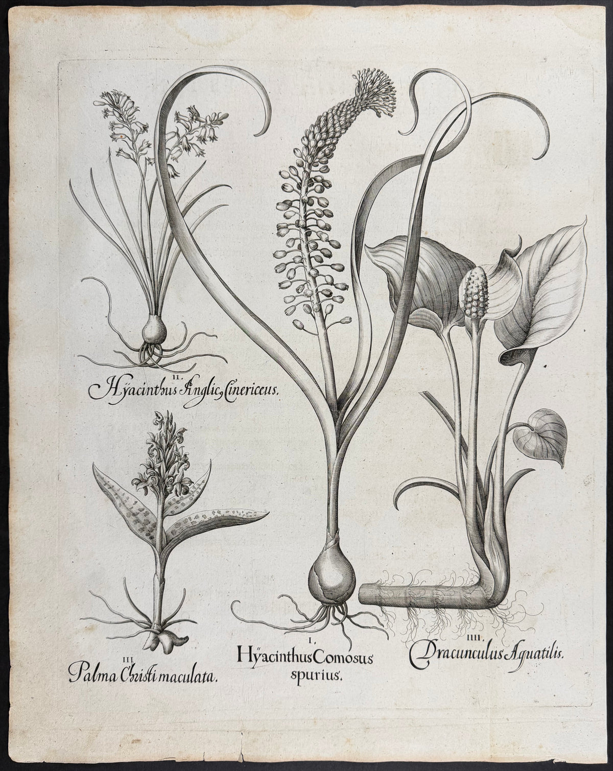 Castor Oil Plant [Palma Christi]; Tassel Hyacinth [Hyacinthus Comosus]; Water Dragon [Dracunculus Aguatilis]