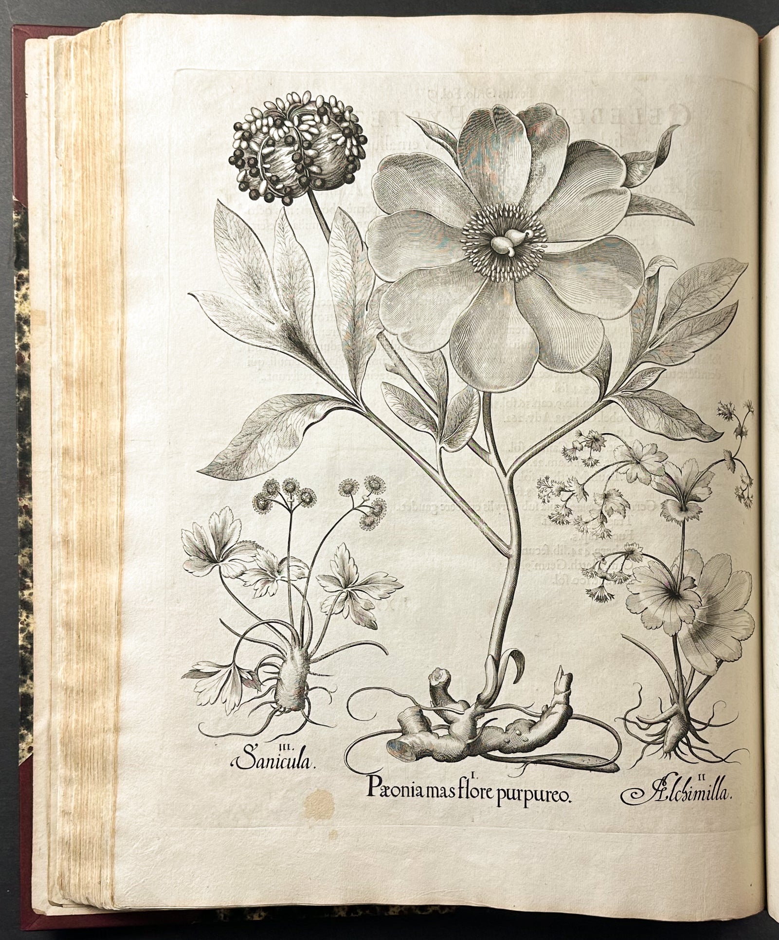 Hortus Eystettensis