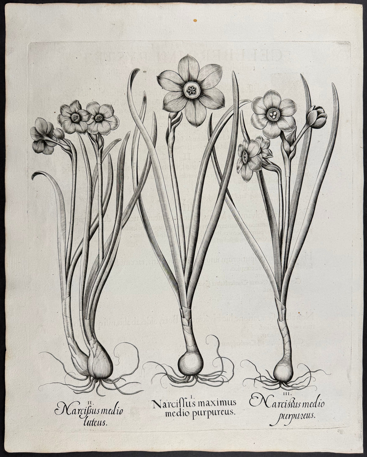 Great Daffodil [Narcissus maximus]; Medium Daffodil [Narcissus medio]; Medium Daffodil [Narcissus medio]