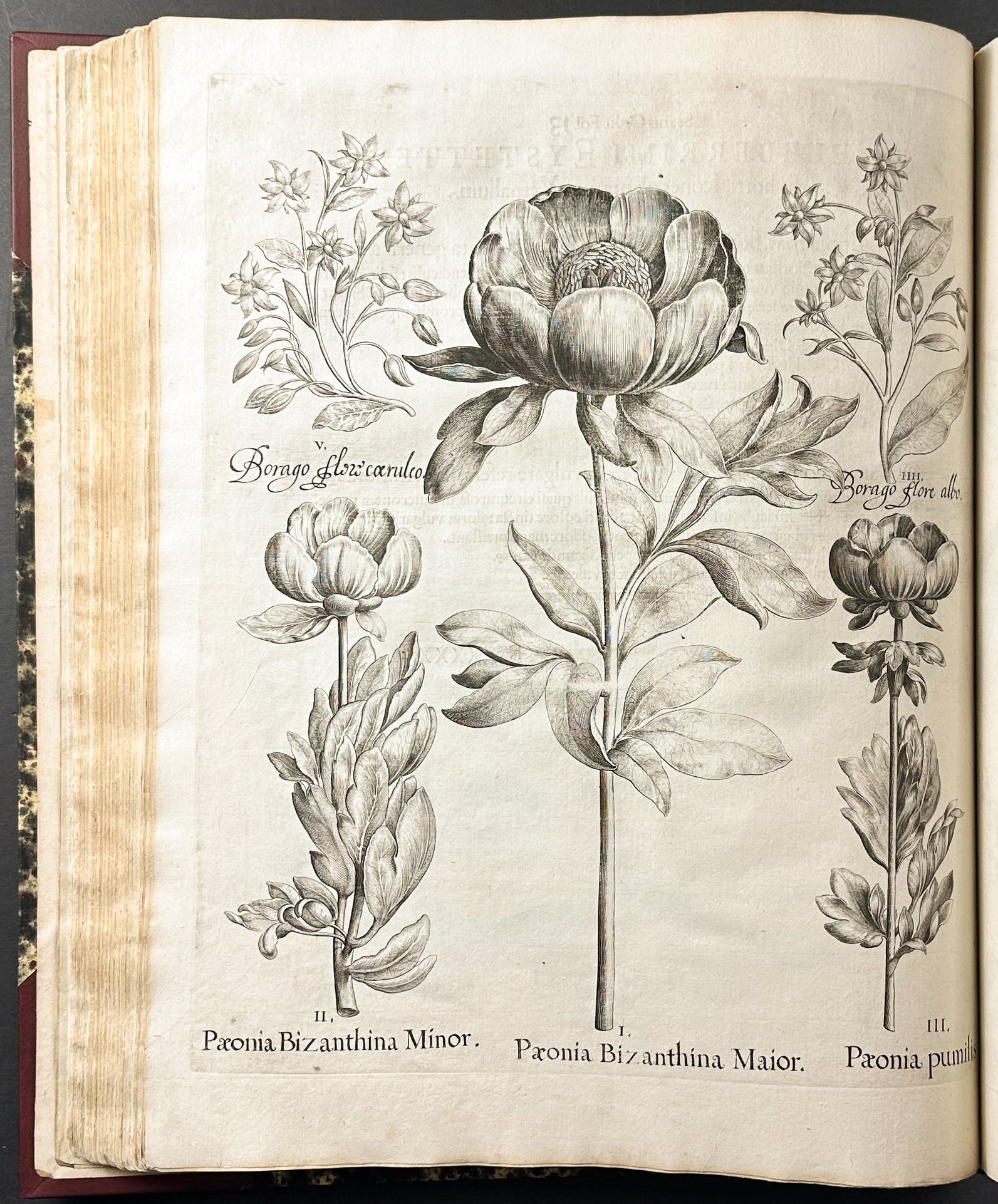 Hortus Eystettensis