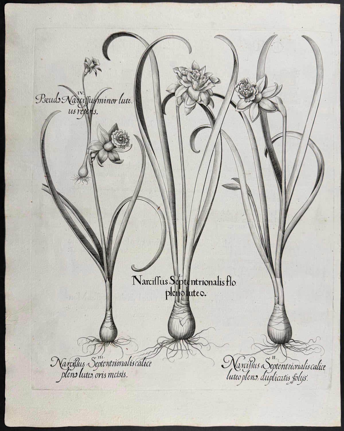 Narcissus / Daffodil [Narcissus]