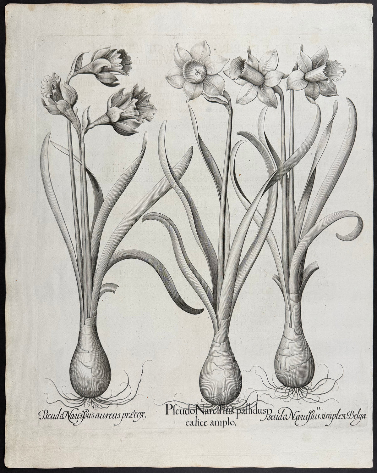 Pale Wild Daffodil [Pseudo Narcissus pallidus]; Single Wild Daffodil [Pseudo Narcissus simplex]; Golden Wild Daffodil [Pseudo Narcissus aureus]