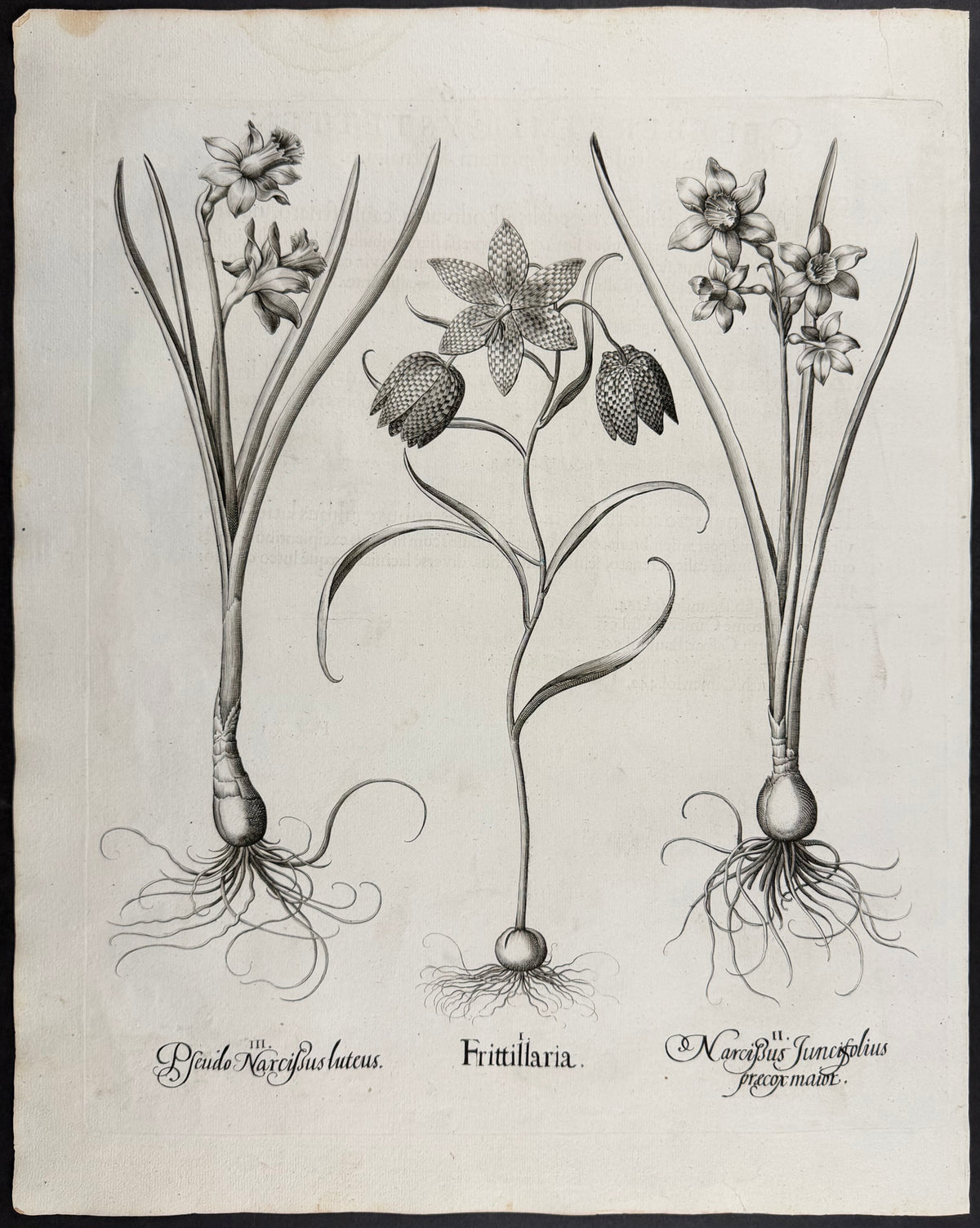Fritillary [Frittilaria]; Rush-leaved Daffodil [Narcissus Juncifolius]; Yellow Wild Daffodil [Psuedo Narcissus luteus]