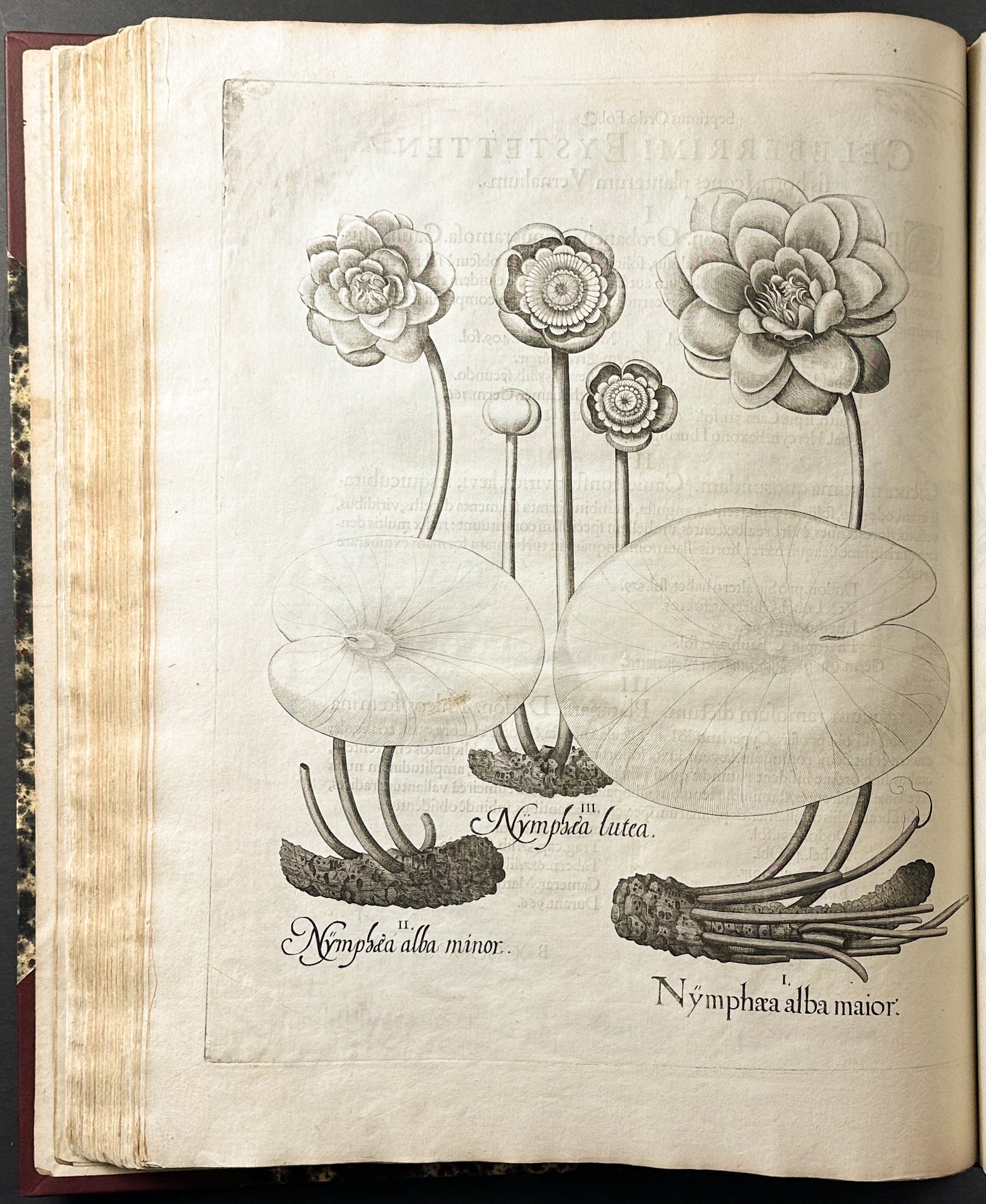 Hortus Eystettensis