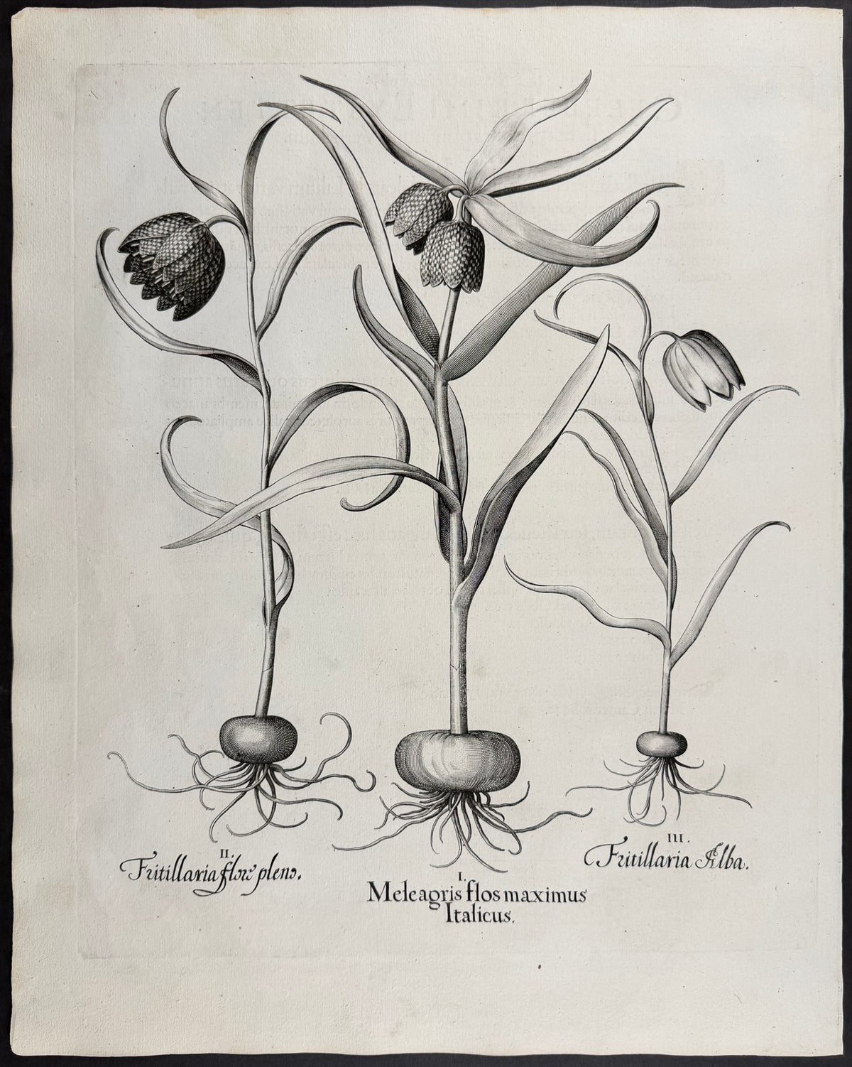 Snake's Head Fritillary [Meleagris flos]; Fritillary Flower [Fritillaria flox]; White Fritillary [Fritillaria Alba]