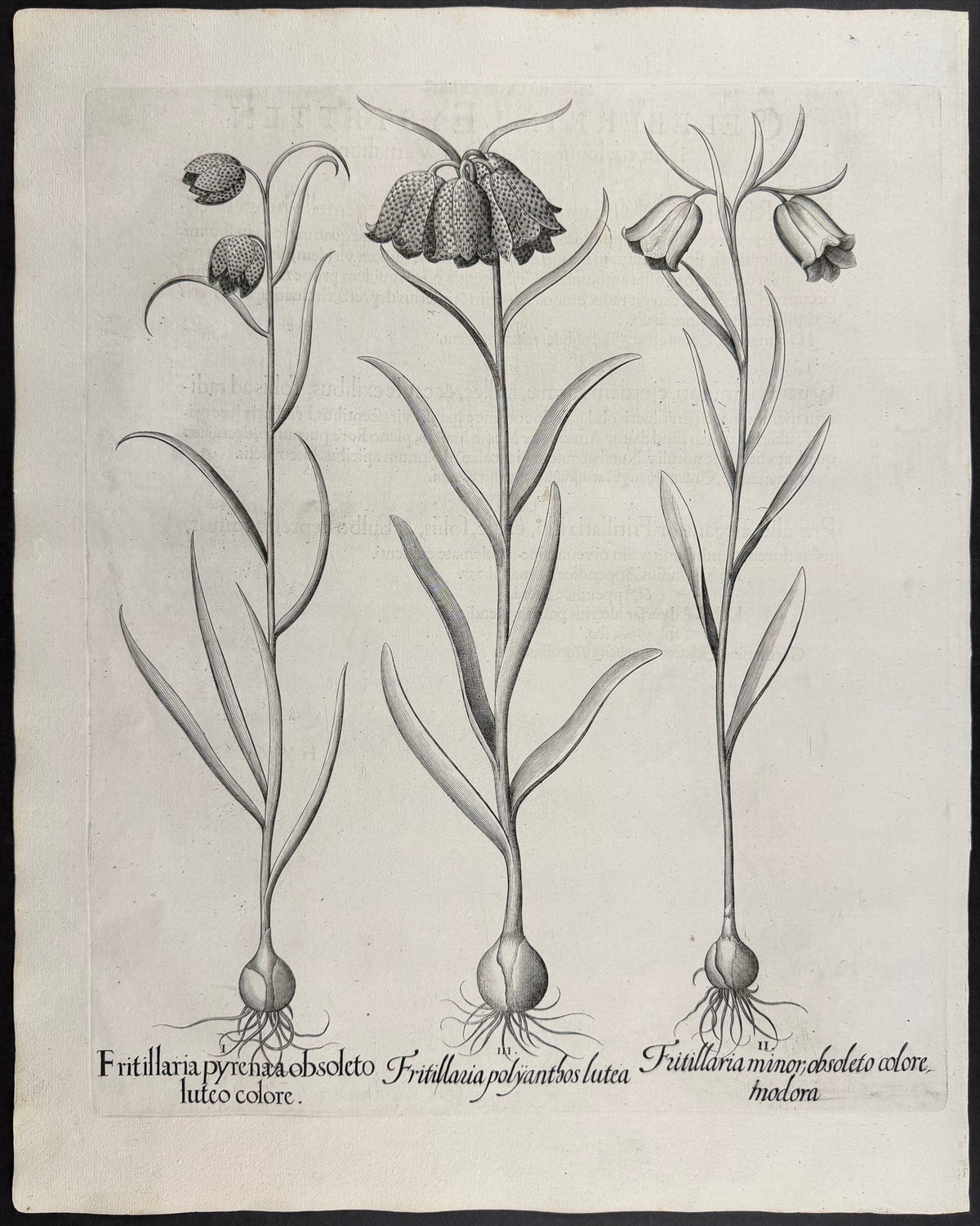 Pyrenean Fritillary [Frittilaria pyrenaea]; Lesser Fritillary [Fritillaria minor]; Many-flowered Fritillary [Fritillaria polyanthos]