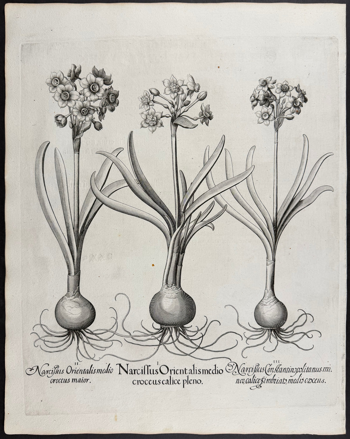 Polyanthus Daffodil / Tazetta [Narcissus Orientalis]; Polyanthus Daffodil / Tazetta [Narcissus Orientalis]; Constantinople Daffodil [Narcissus Constantinopolitanus]