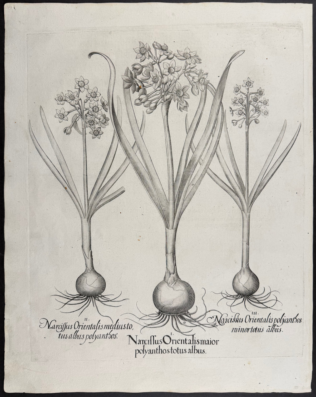 Polyanthus Daffodil / Tazetta [Narcissus Orientalis]