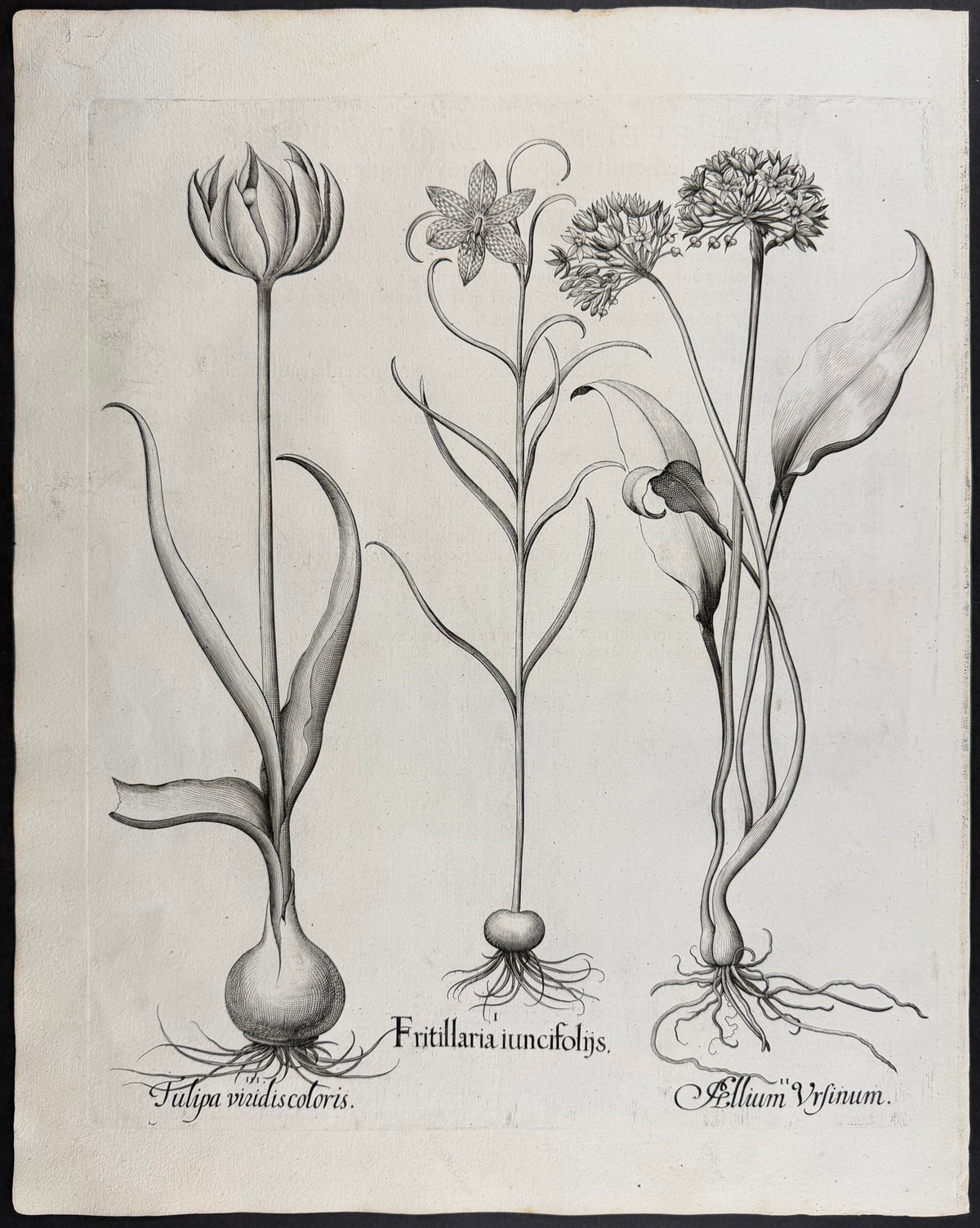 Rush-leaved Fritillary [Fritillaria iuncifolns]; Wild Garlic [Pellium Ursinum]; Green Tulip [Tulipa vinidis]