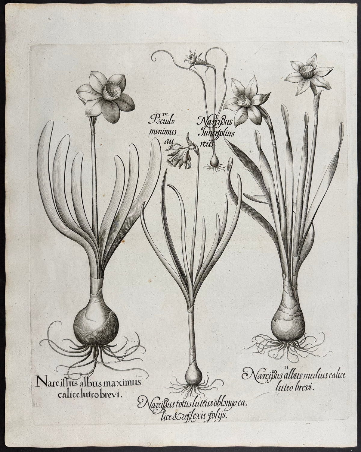 White Daffodil [Narcissus albus]; White Daffodil [Narcissus albus]; All-white Narcissus [Narcissus totus]