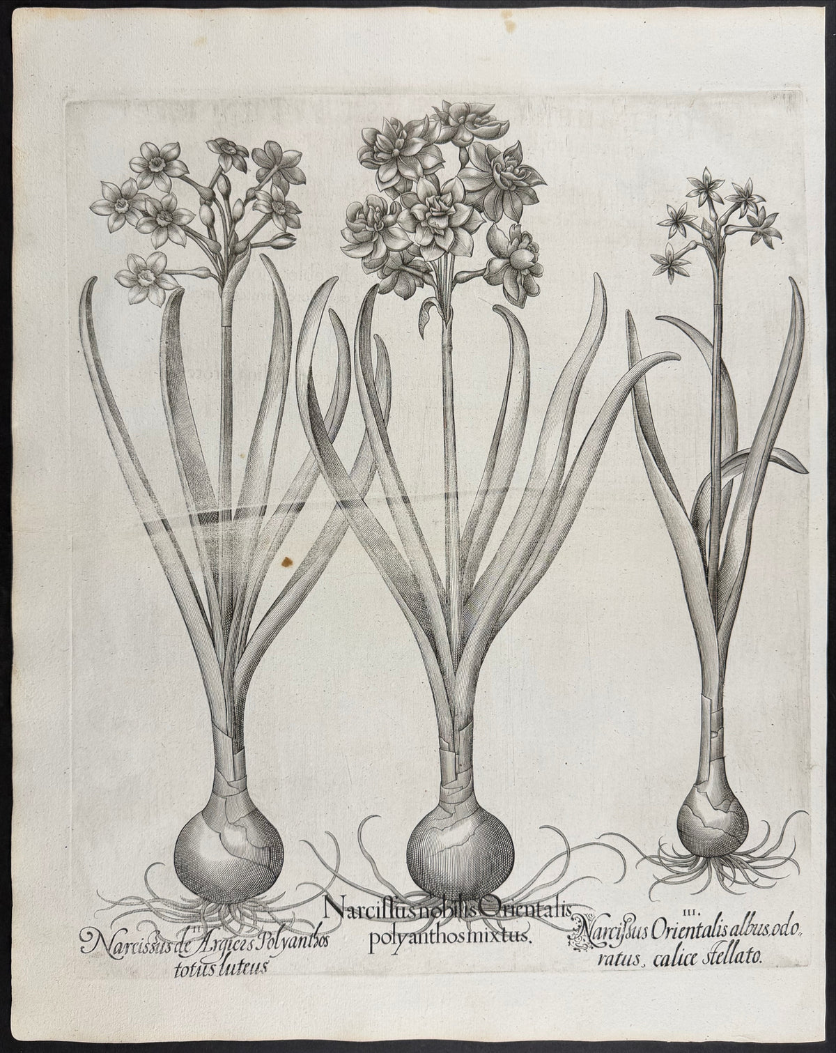 Noble Daffodil [Narcissus nobilis]; Algiers Daffodil [Narcissus Argiers]; Polyanthus Daffodil / Tazetta [Narcissus Orientalis]