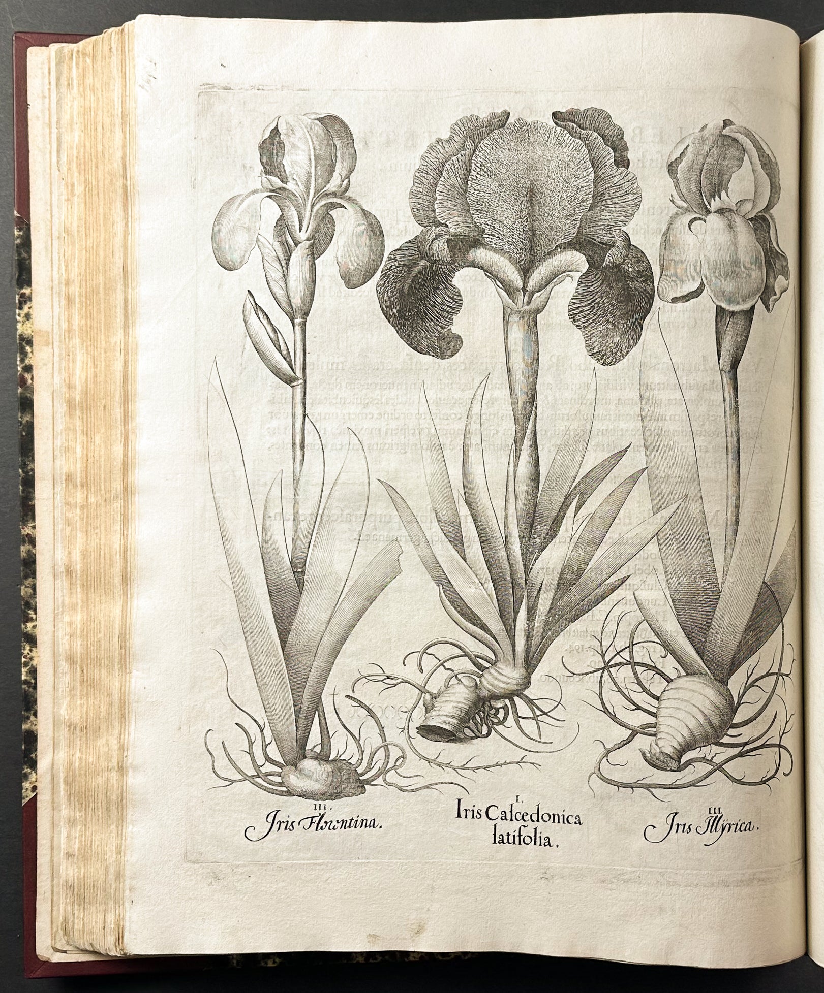 Hortus Eystettensis