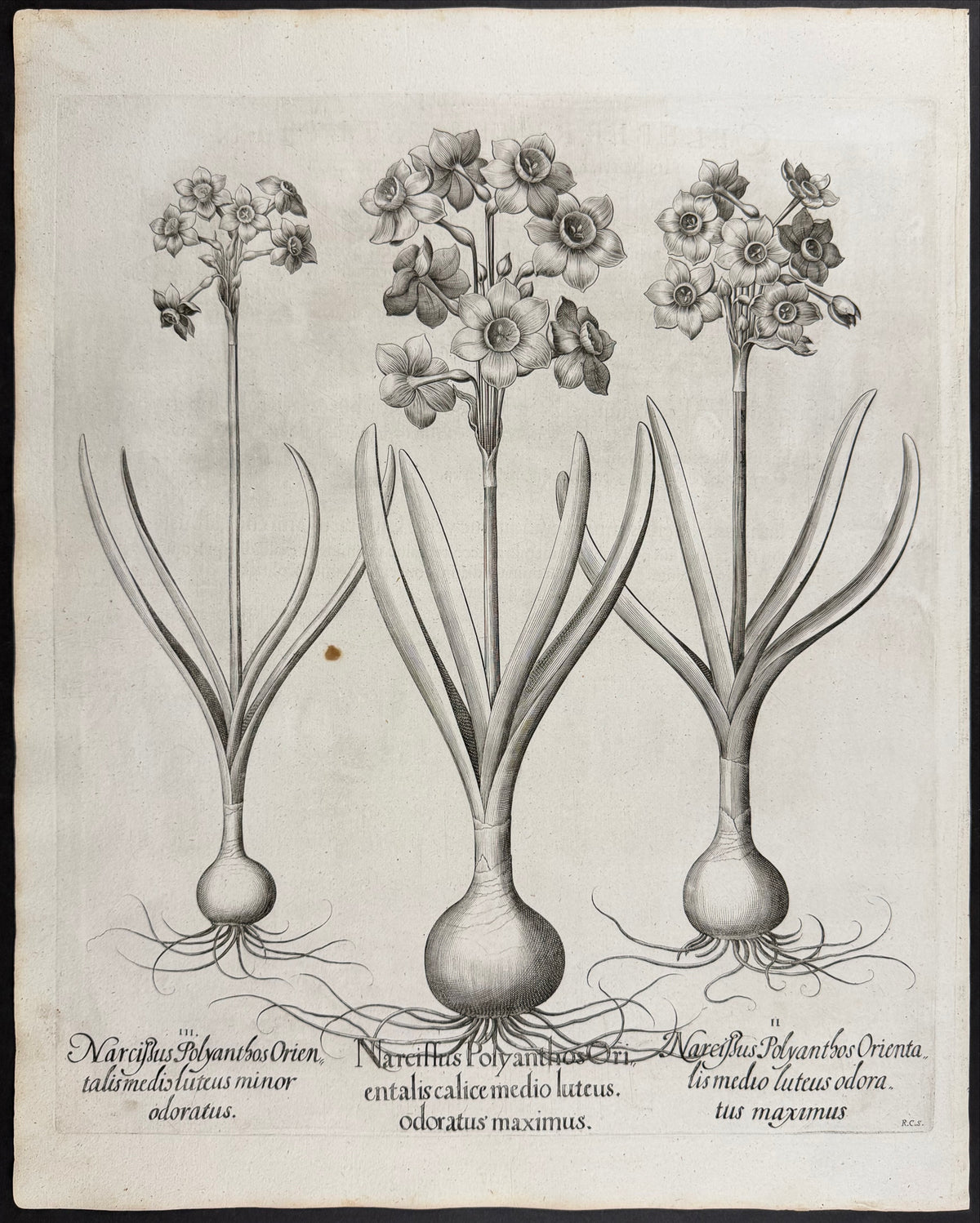 Many-flowered Daffodil [Narcissus Polyanthos]