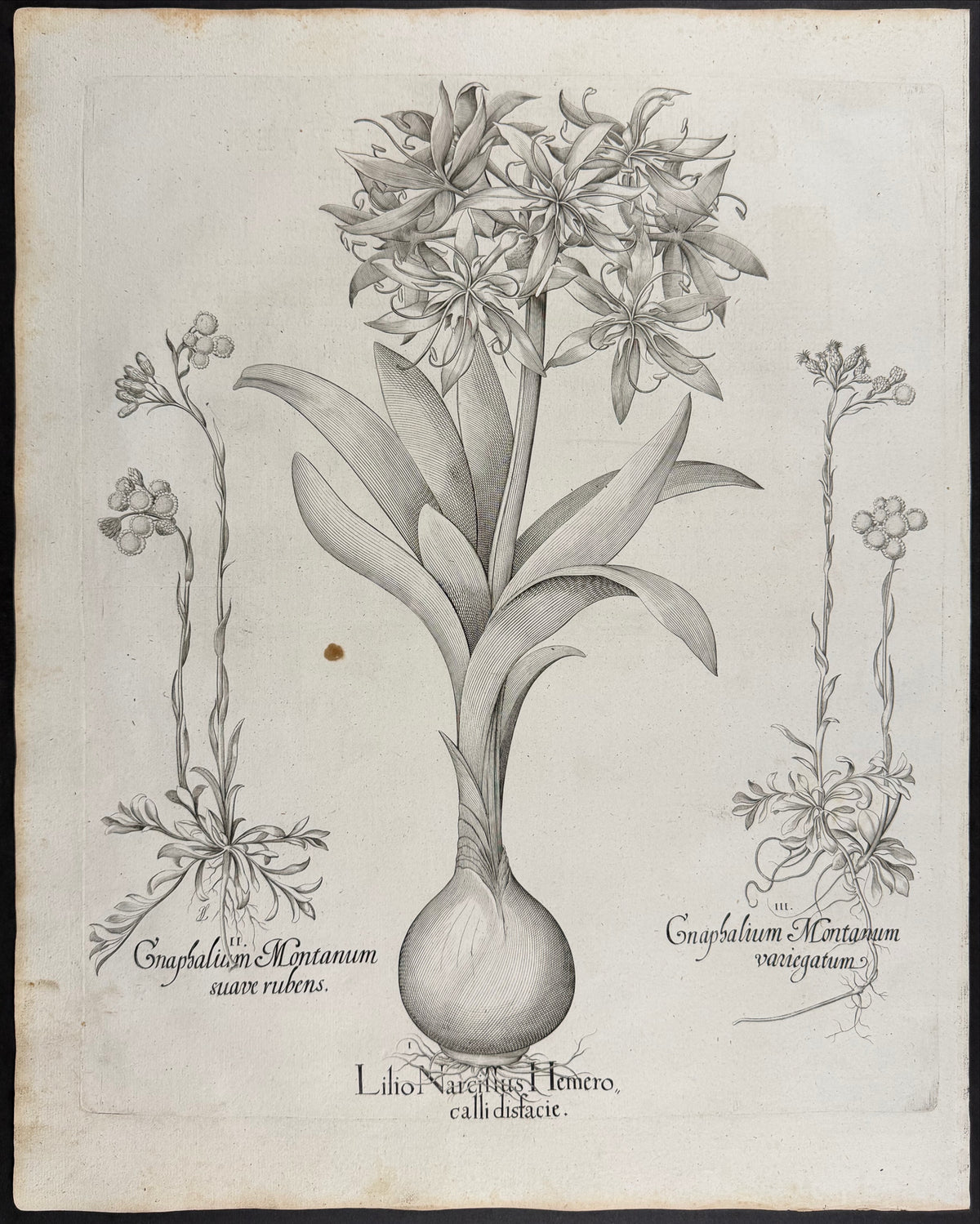 Lily Daffodil [Lilio Narcissus]; Mountain Cudweed [Gnaphalium Montanum]; Mountain Cudweed [Gnaphalium Montanum]